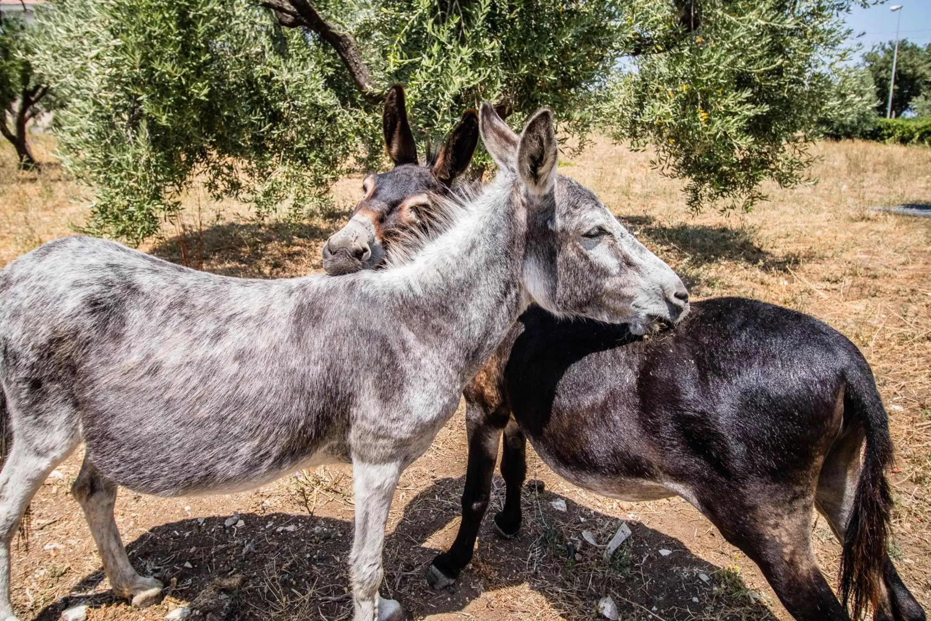 Pets, Other Animals in Il Gallo Con Gli Stivali