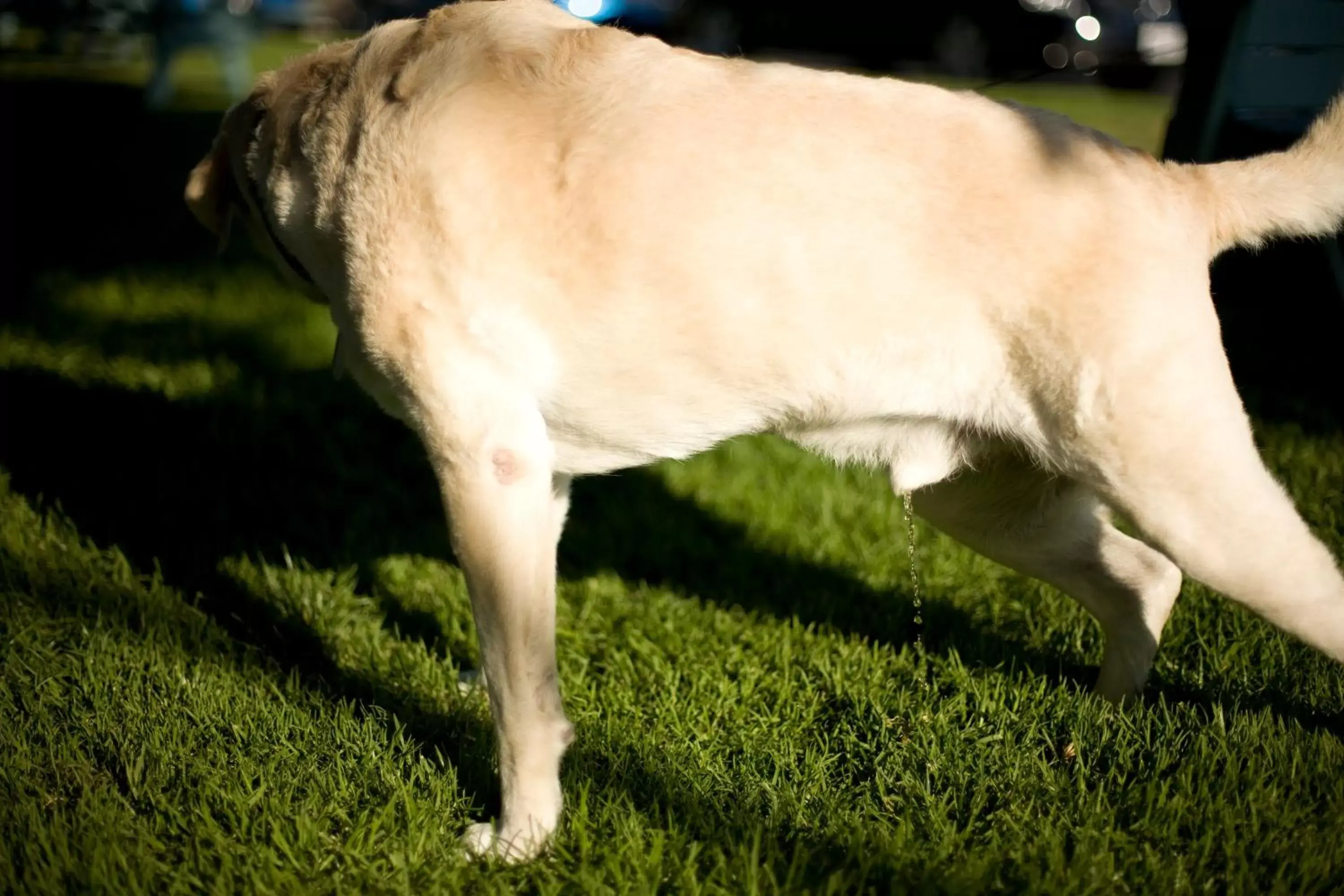 Decorative detail, Pets in Cambria Shores Inn