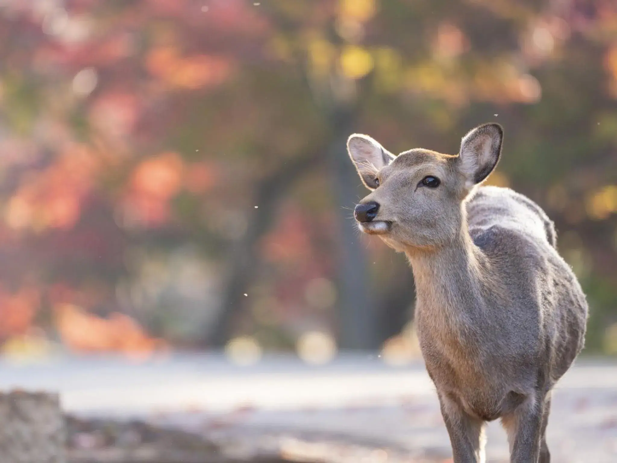 Nearby landmark, Other Animals in Hotel Nikko Nara