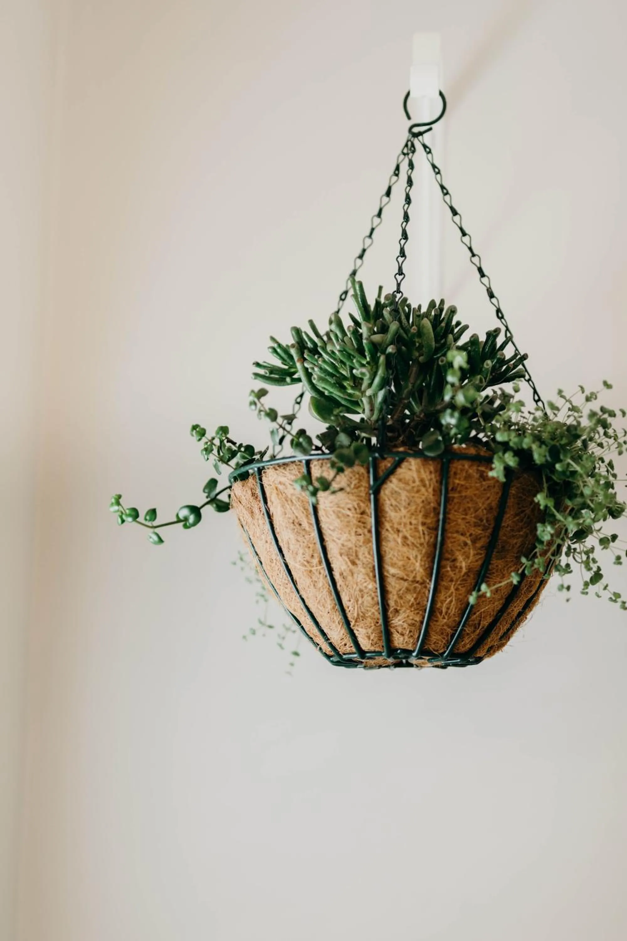 Decorative detail in The Robberg Beach Lodge - Lion Roars Hotels & Lodges