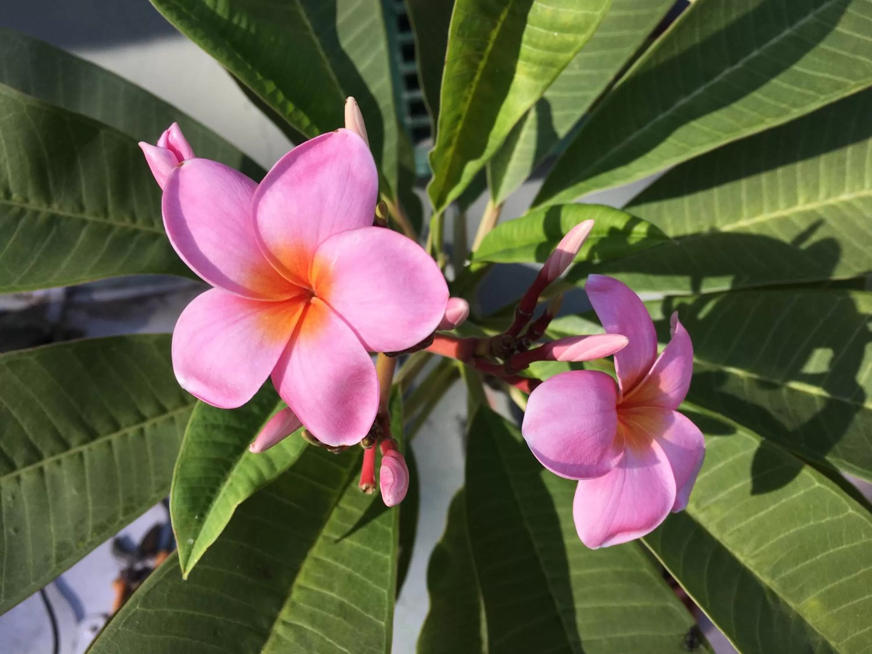 Summer in B&B La Semplice Nel Verde