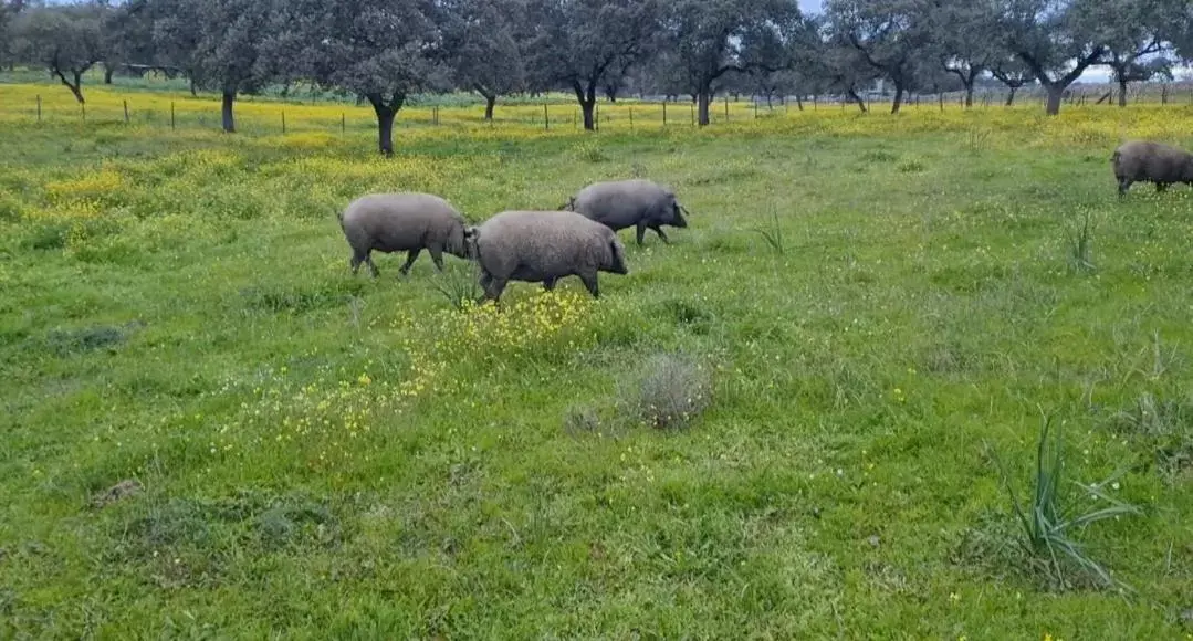 Day, Other Animals in Alojamiento Rural Finca Barral