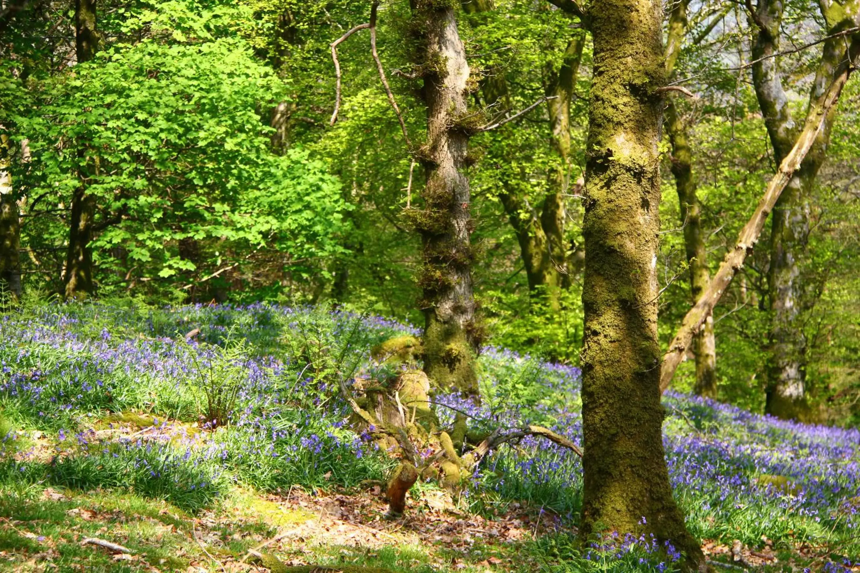 Area and facilities, Natural Landscape in Aberdunant Hall Country Hotel