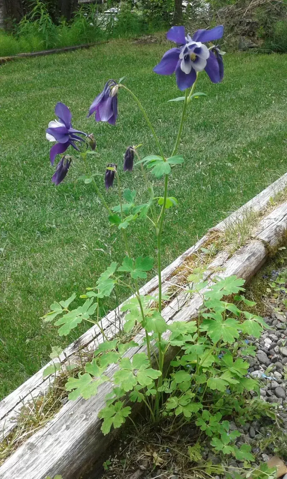 Garden in Alaska Chalet Bed & Breakfast