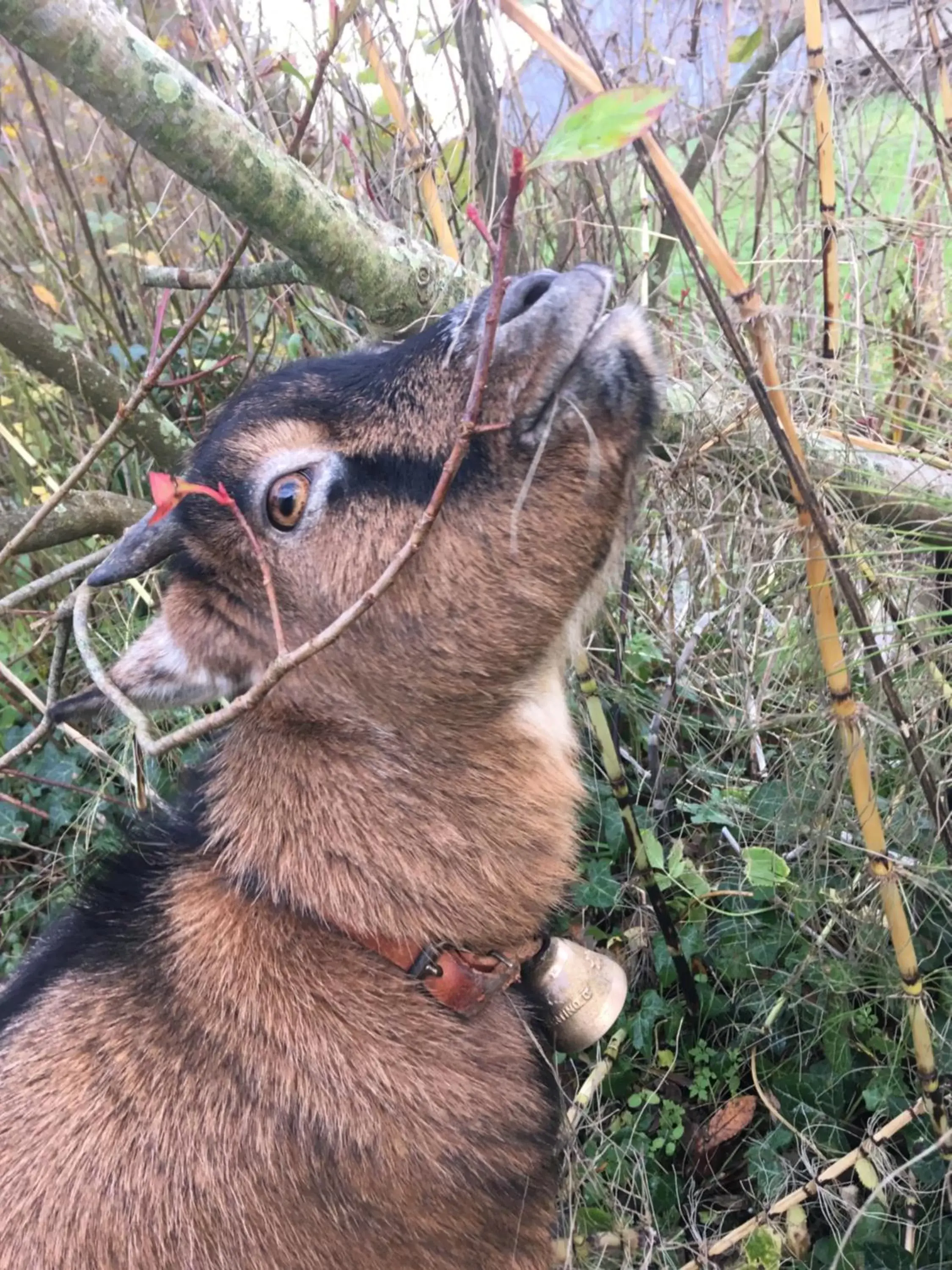 Pets, Other Animals in Le mas Normand