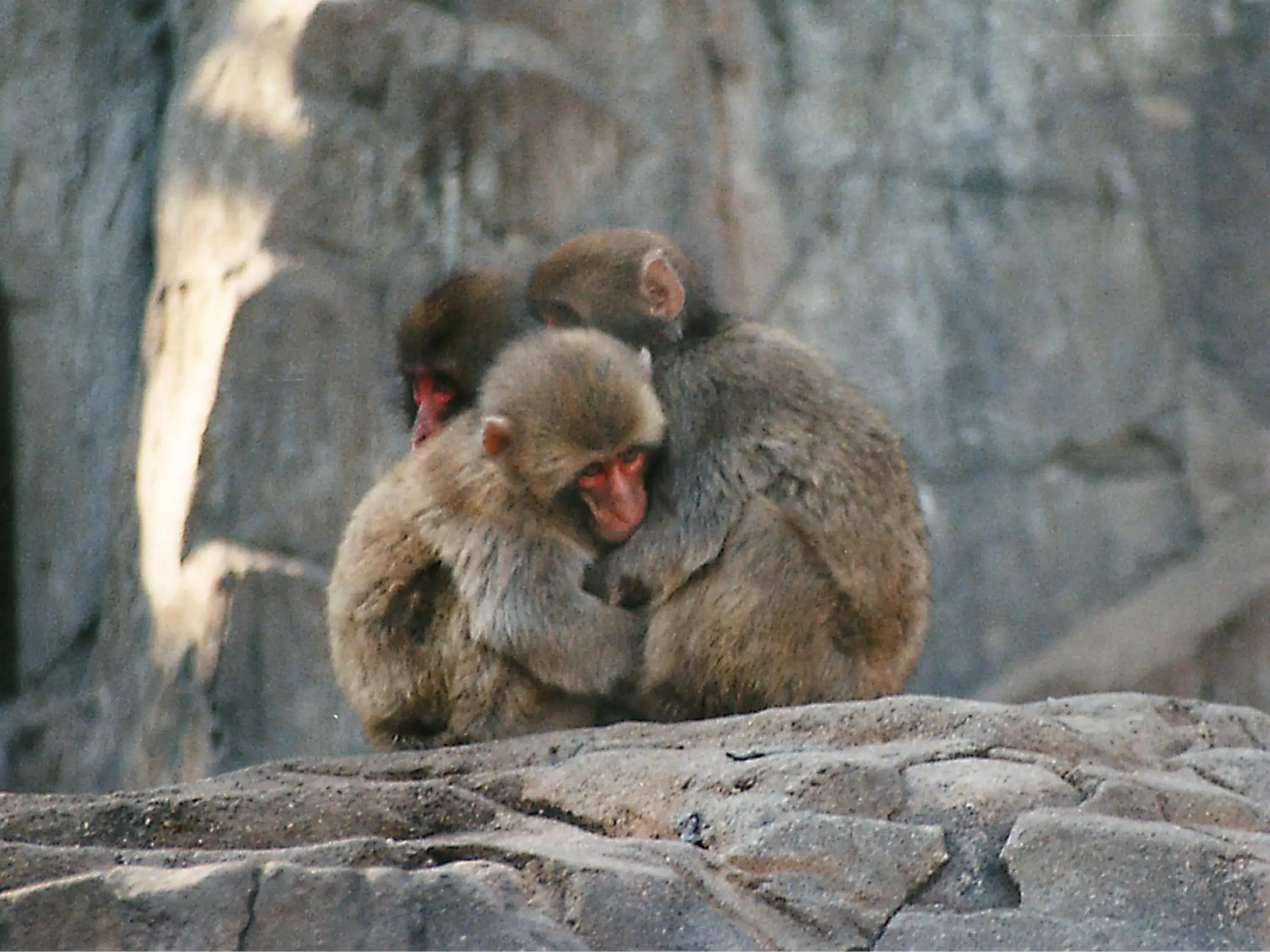 Nearby landmark, Other Animals in Hotel Wing International Select Osaka Umeda