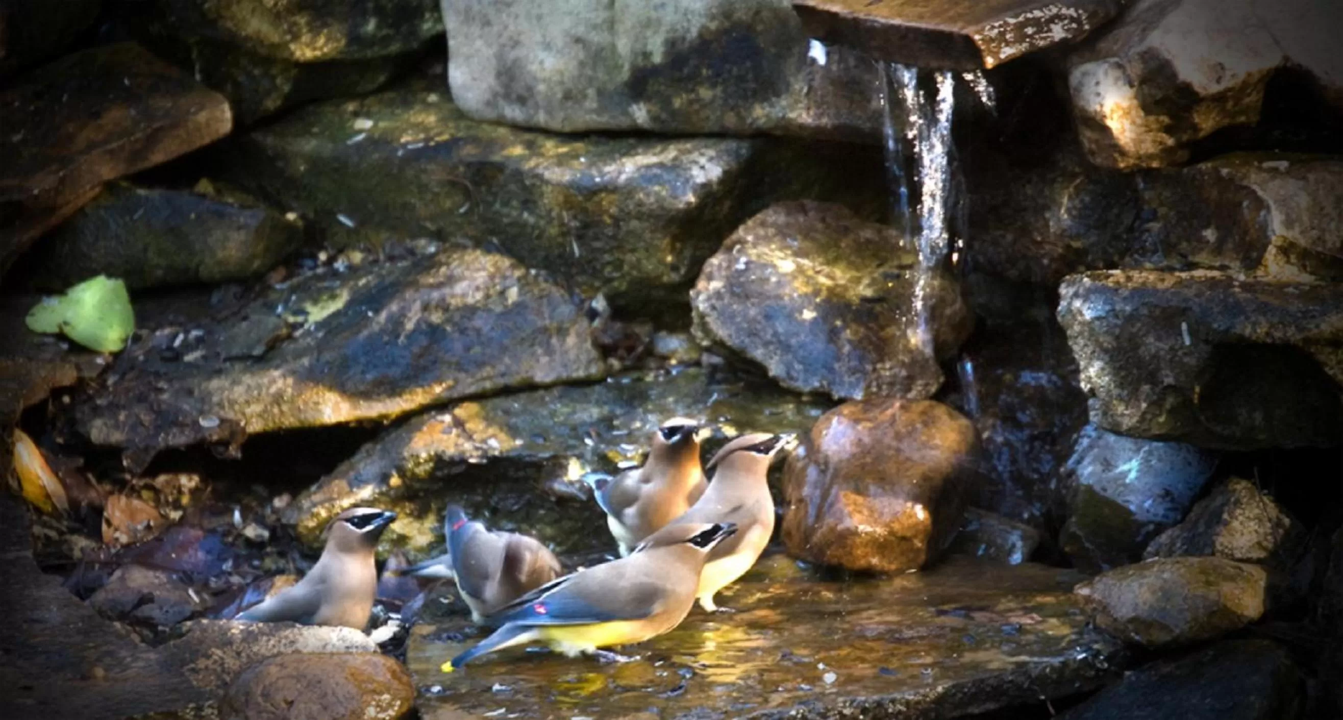 Natural landscape in Blanco Riverside Cottages