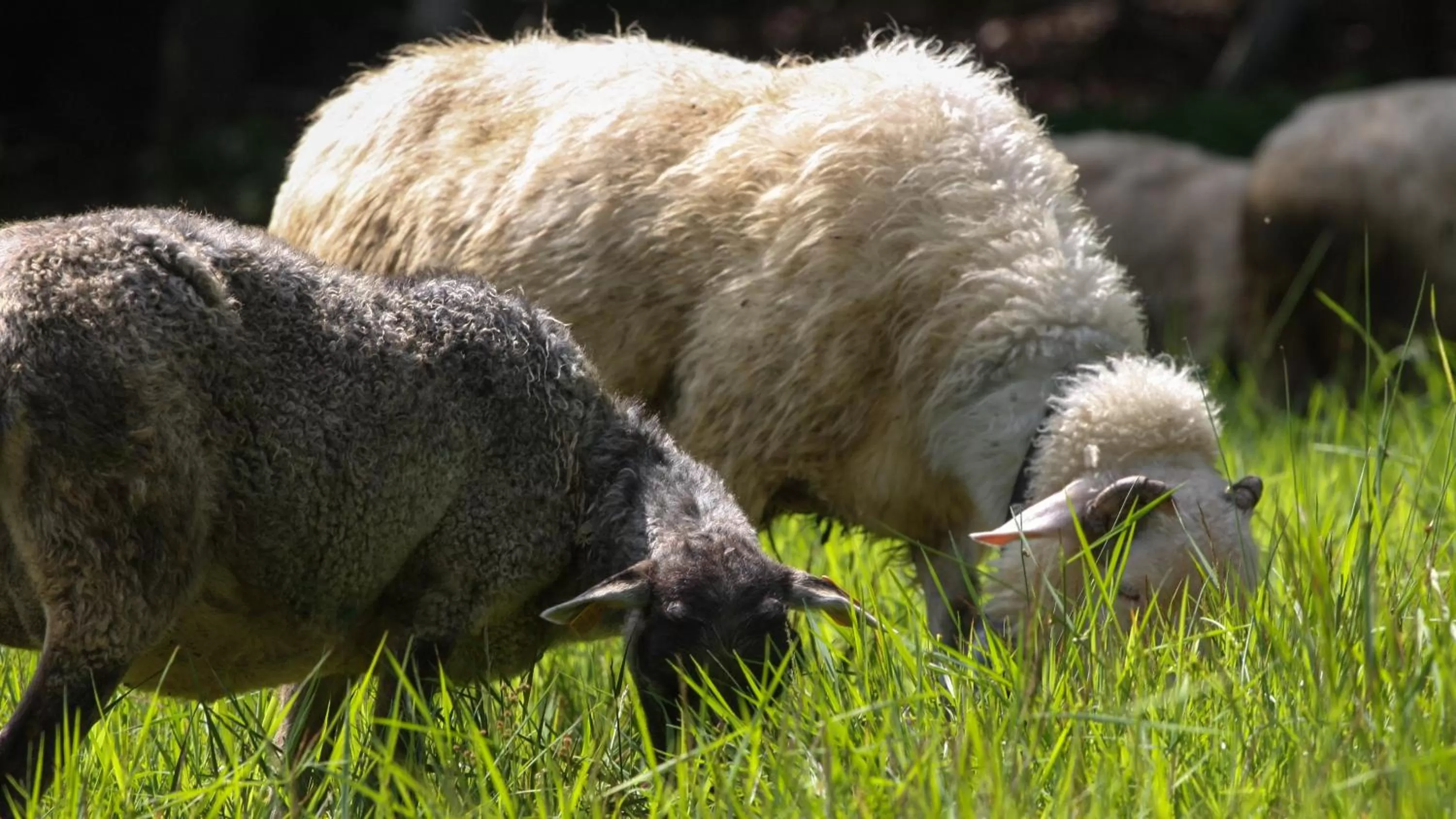 Other Animals in Pokoje w Oberży Czarny Groń