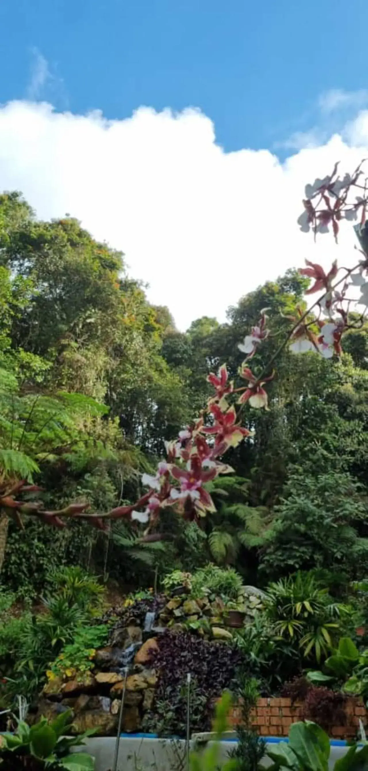 Garden in Highlanders Garden Guesthouse