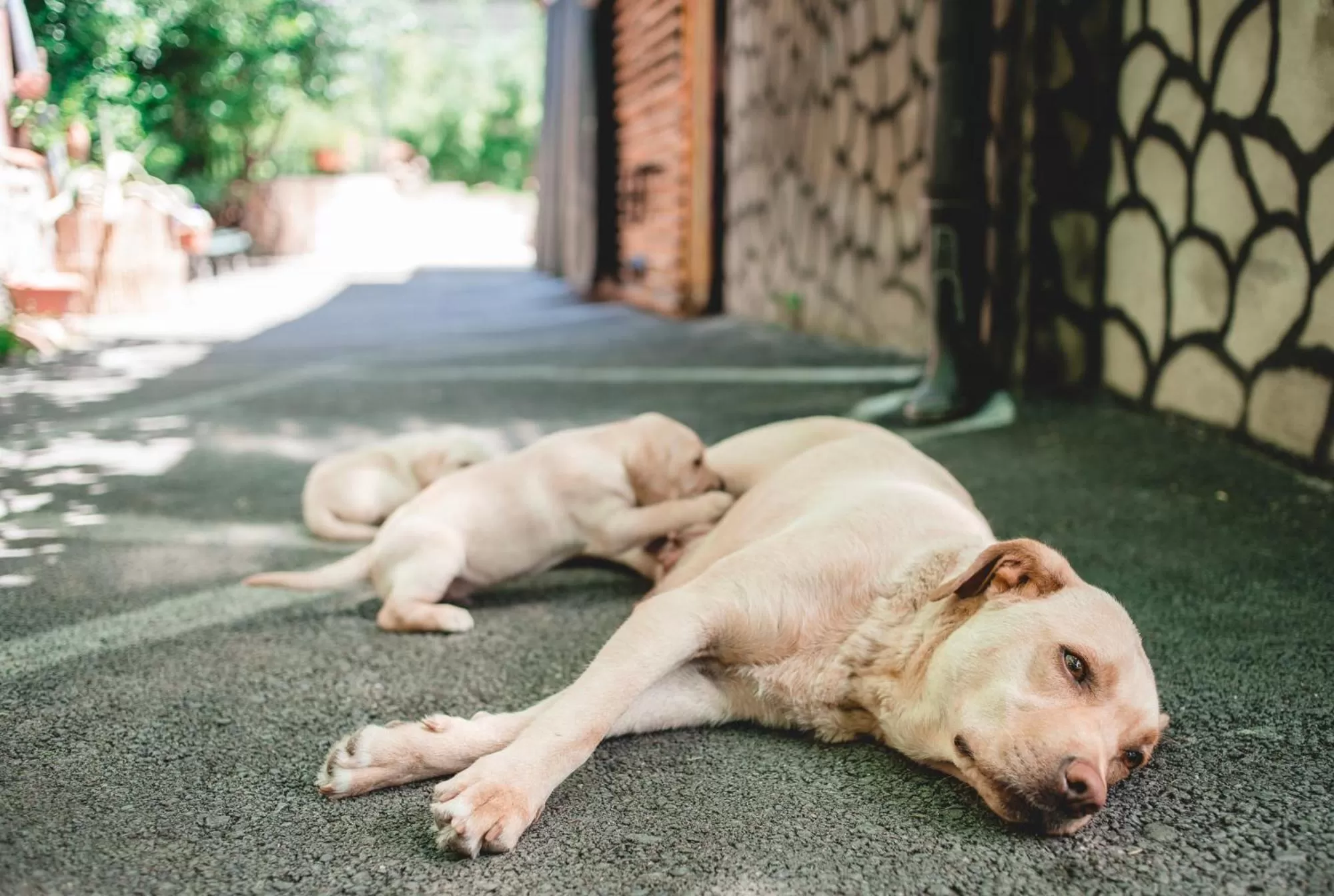 Animals in Qilimcha's Guesthouse-Art Museum