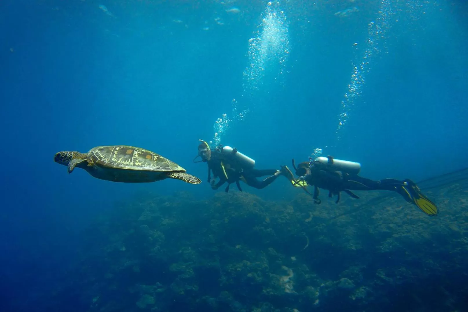 Diving in Turtle Bay Dive Resort