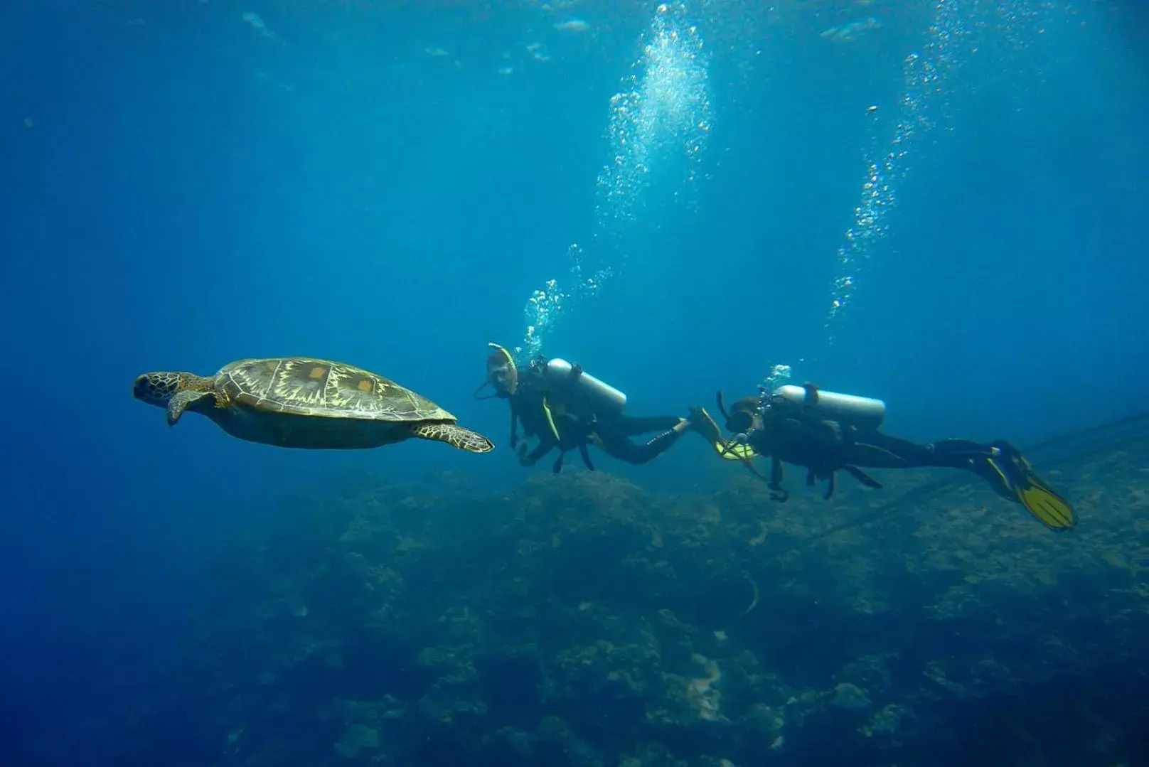 Diving, Snorkeling/Diving in Turtle Bay Dive Resort