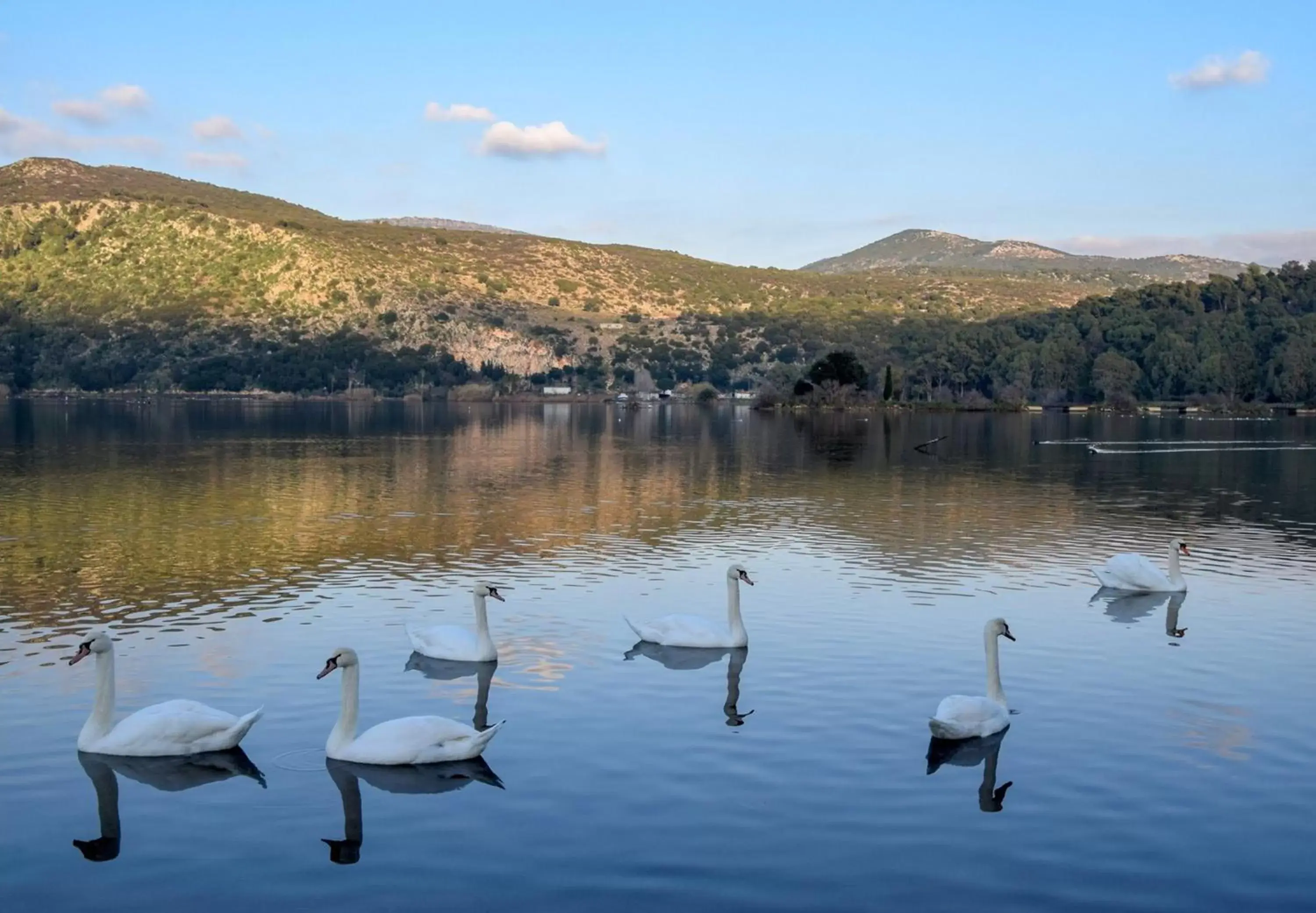 Nearby landmark, Other Animals in Mouikis Hotel Kefalonia