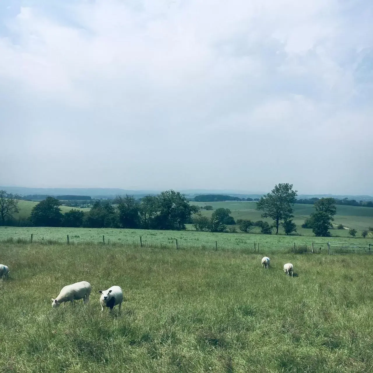 Other Animals in Foxhill Fold