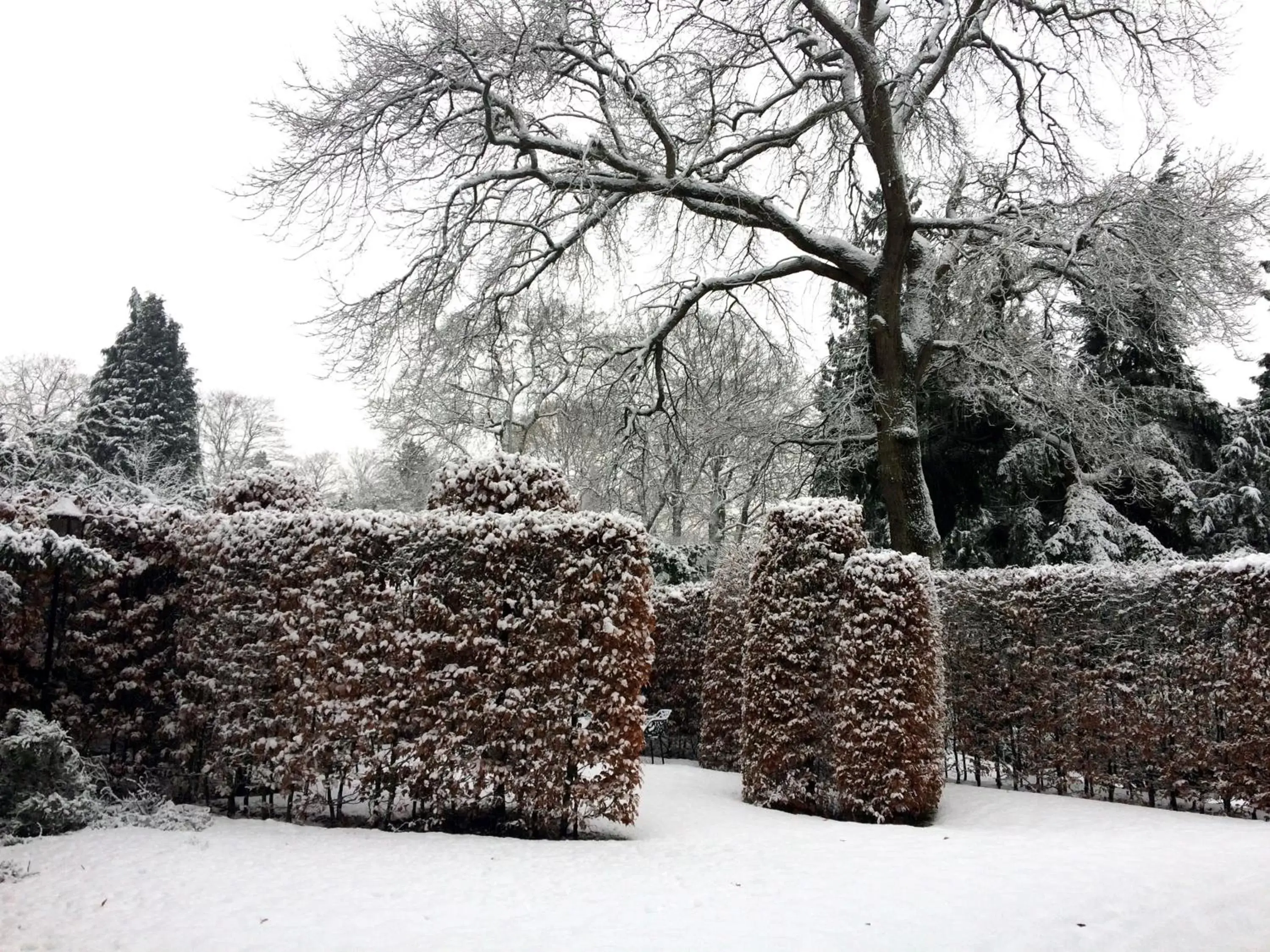 Garden, Winter in Hotel Villa Trompenberg