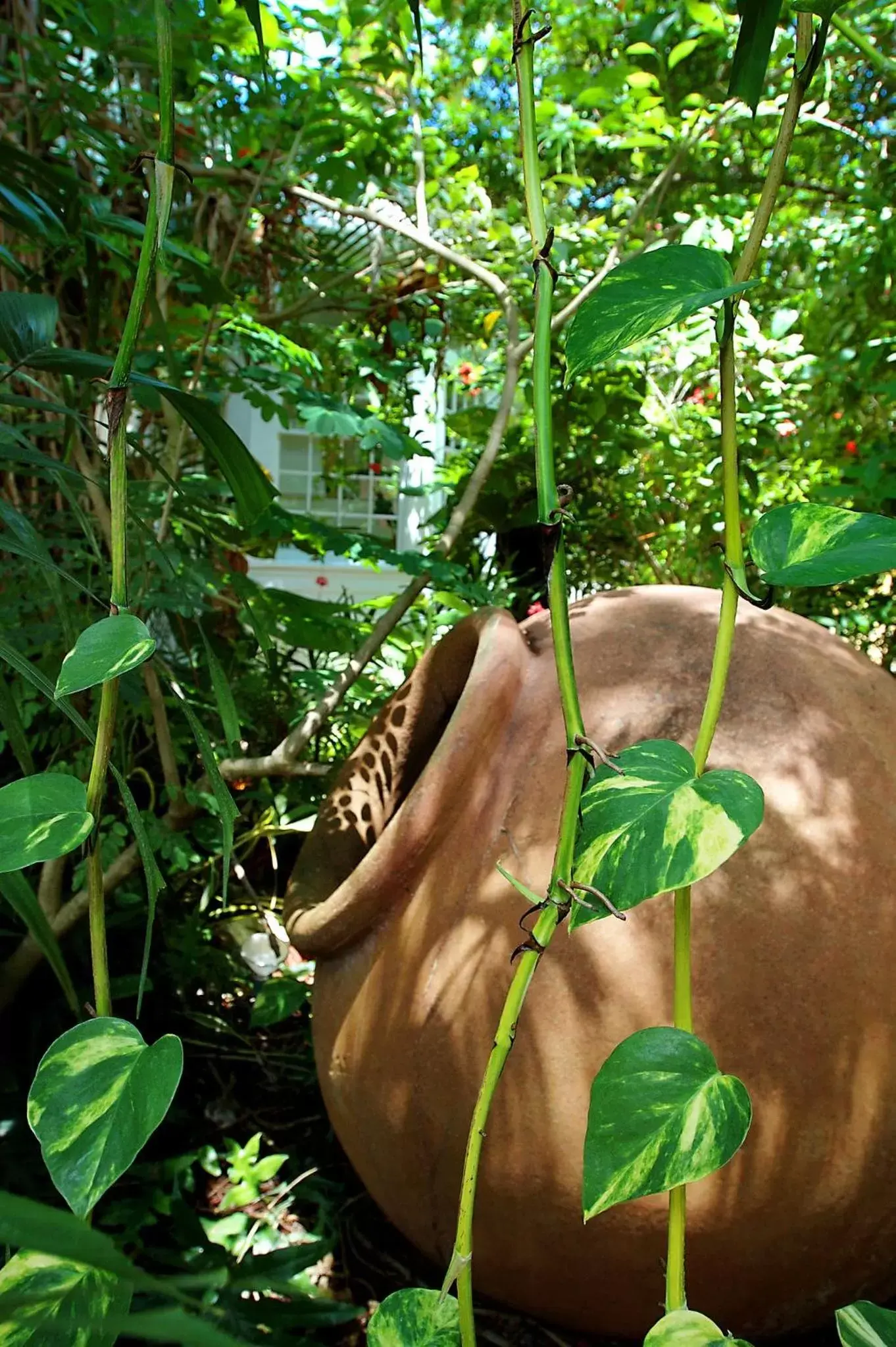 Garden in The Gardens Hotel