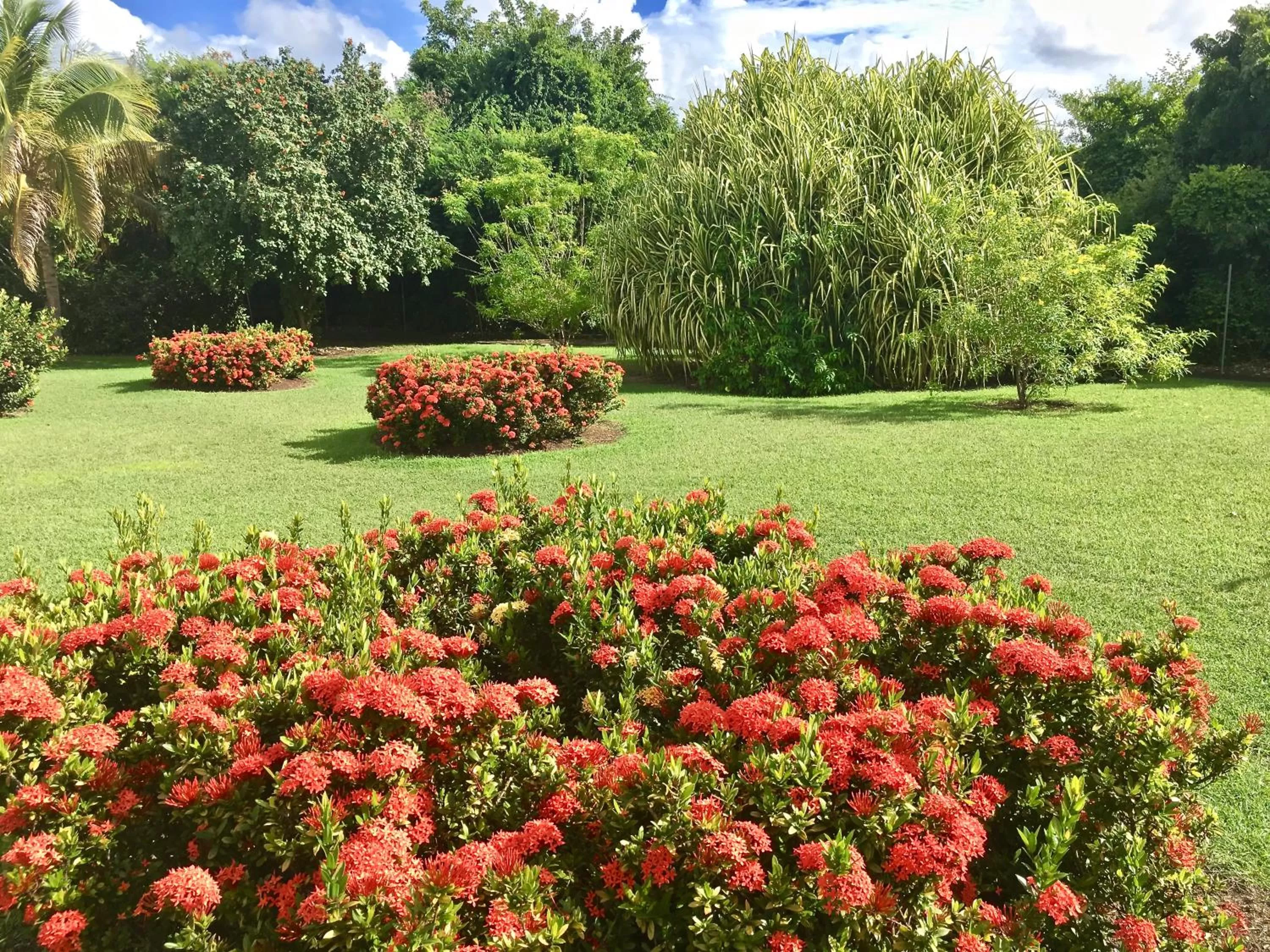 Garden in Résidence Le Vallon Guadeloupe Parc Piscine Appartements & Studios