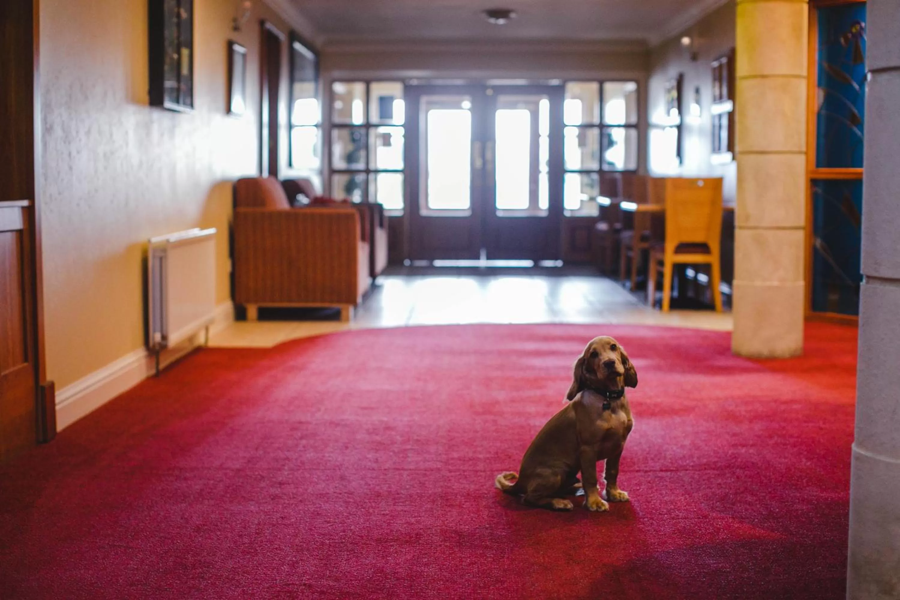 Pets in Inn On The Coast