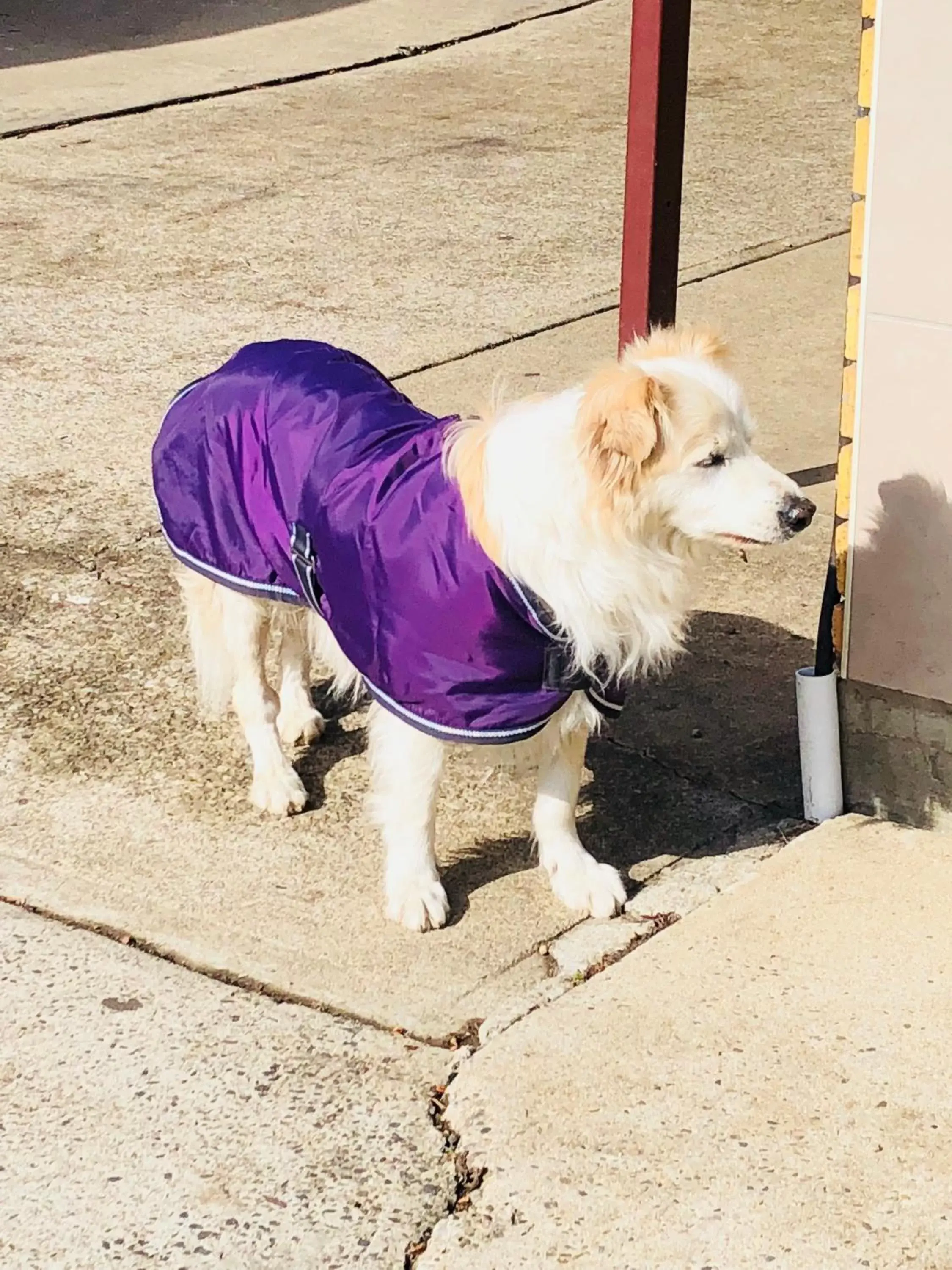 Pets in Tamworth Central Motel