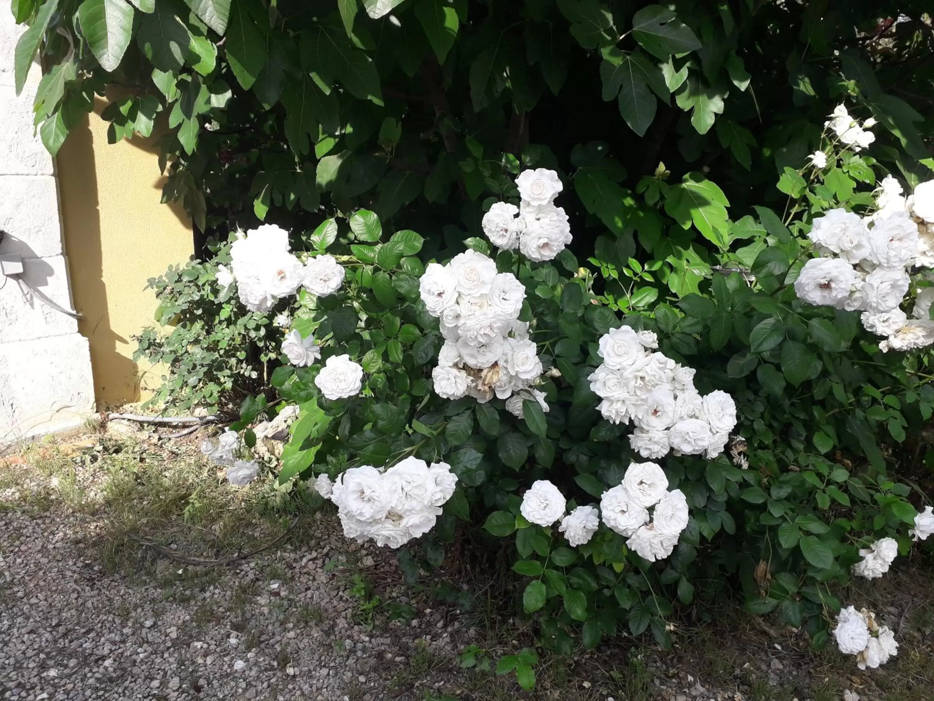 Garden in La Villa Provençale