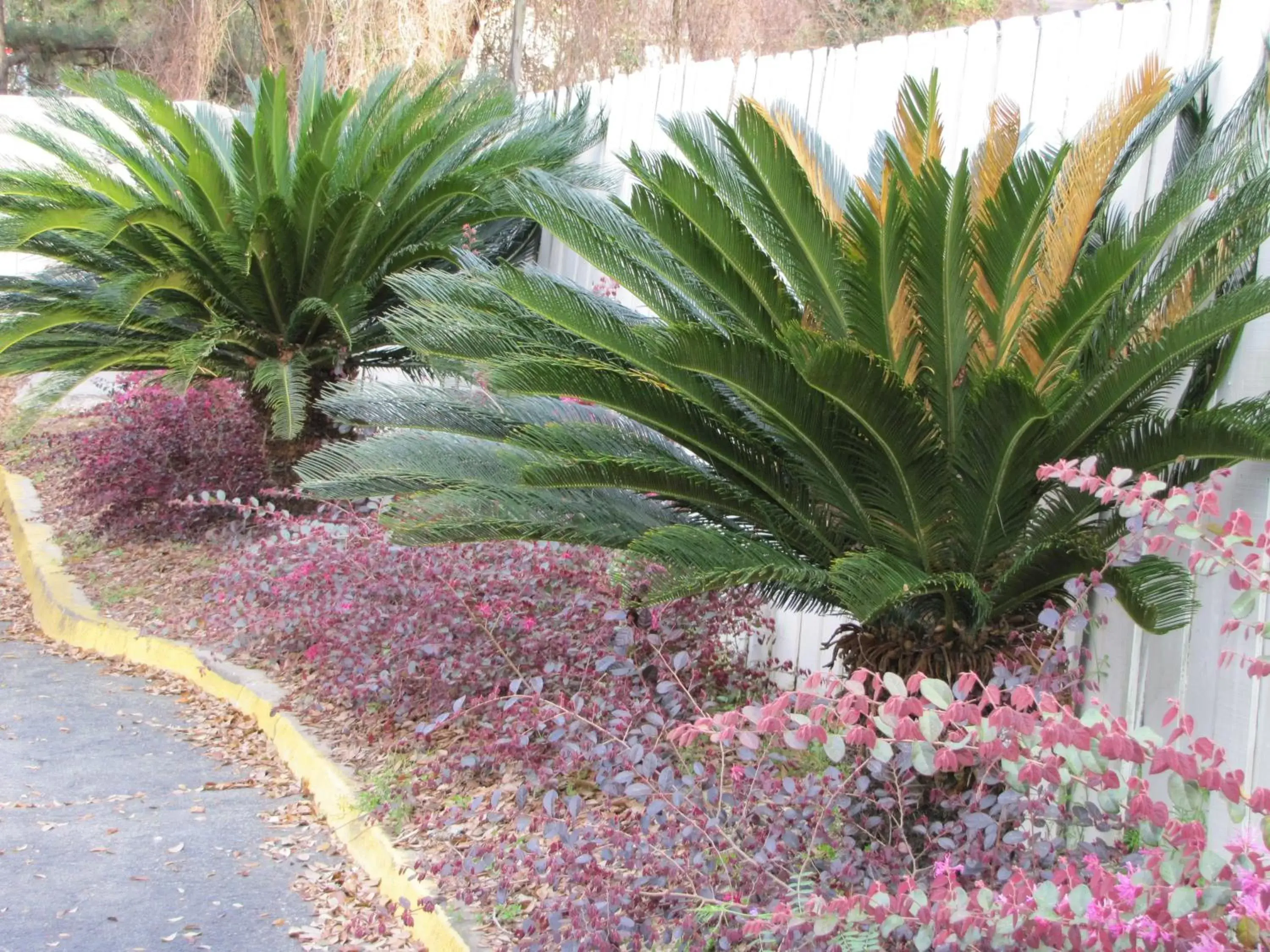 Garden in Howard Johnson by Wyndham Tallahassee