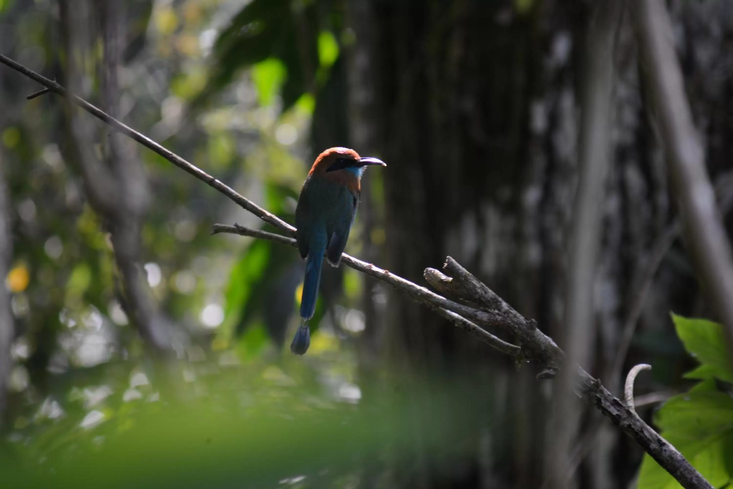 Property building, Other Animals in La Ceiba Tree Lodge