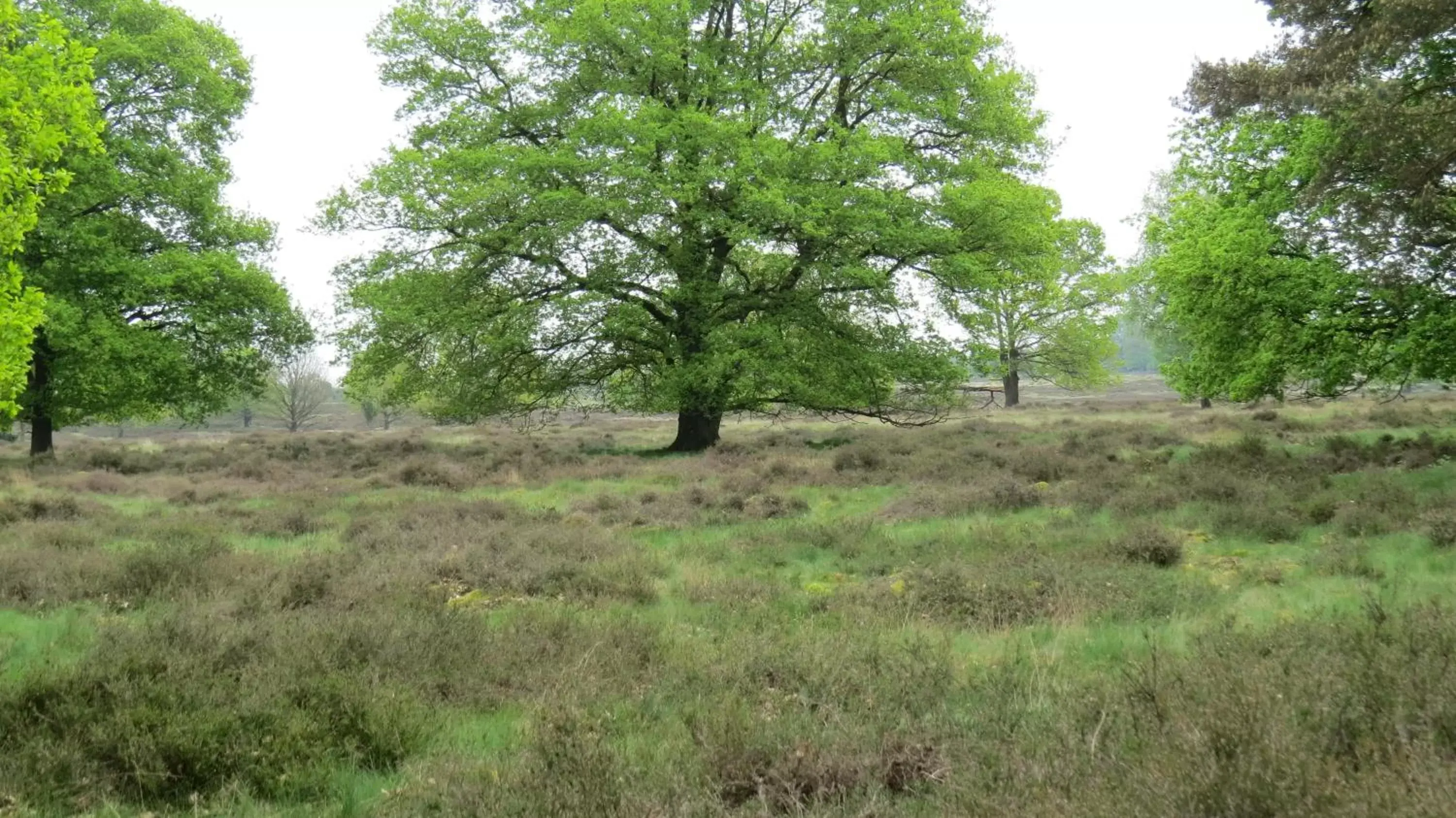 Natural landscape in 't Zwanemeer