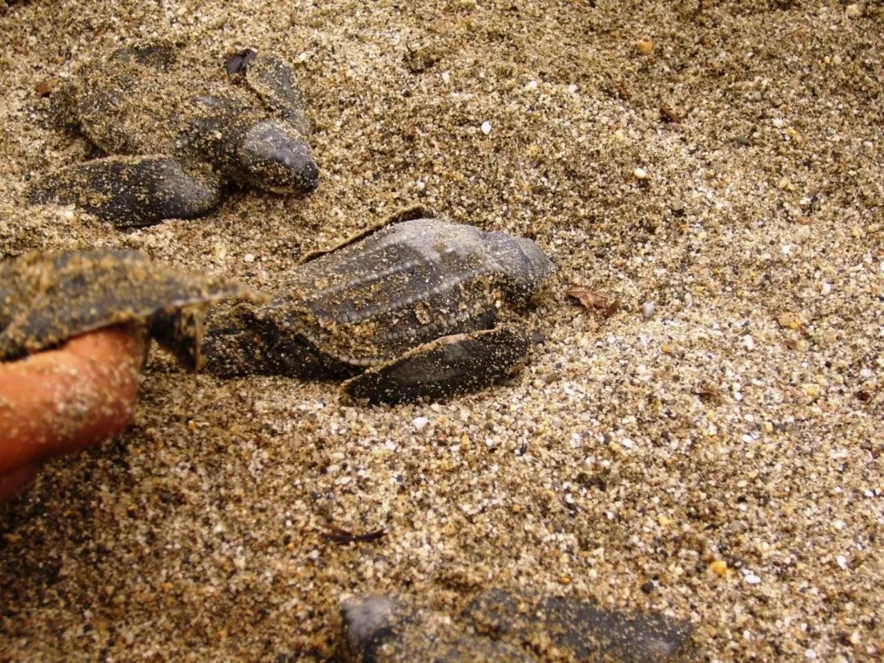Beach in Acajou Hotel
