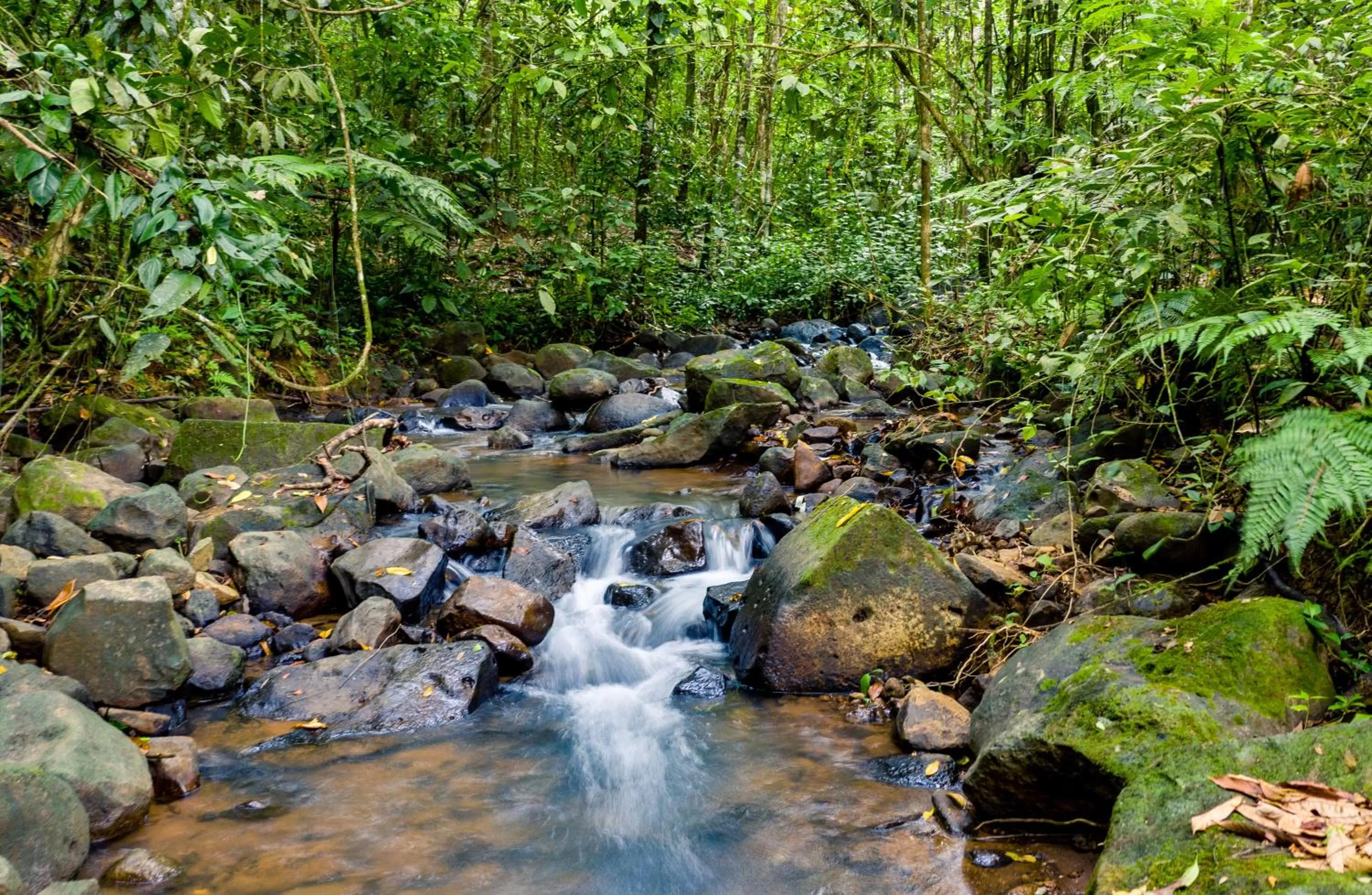 Natural landscape in Hotel Heliconias Nature Inn & Hot Springs