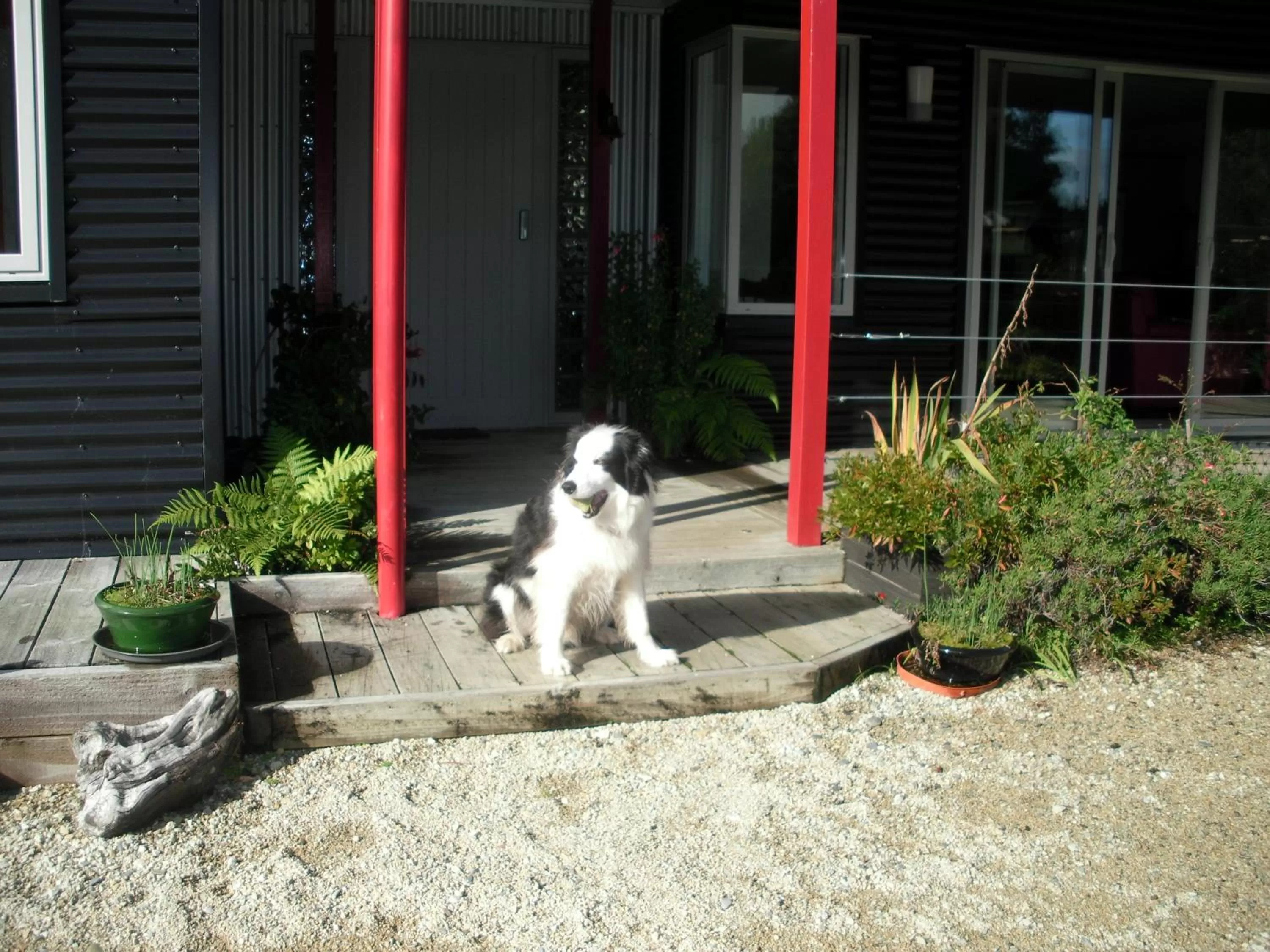 Pets in Mahinapua Retreat B&B