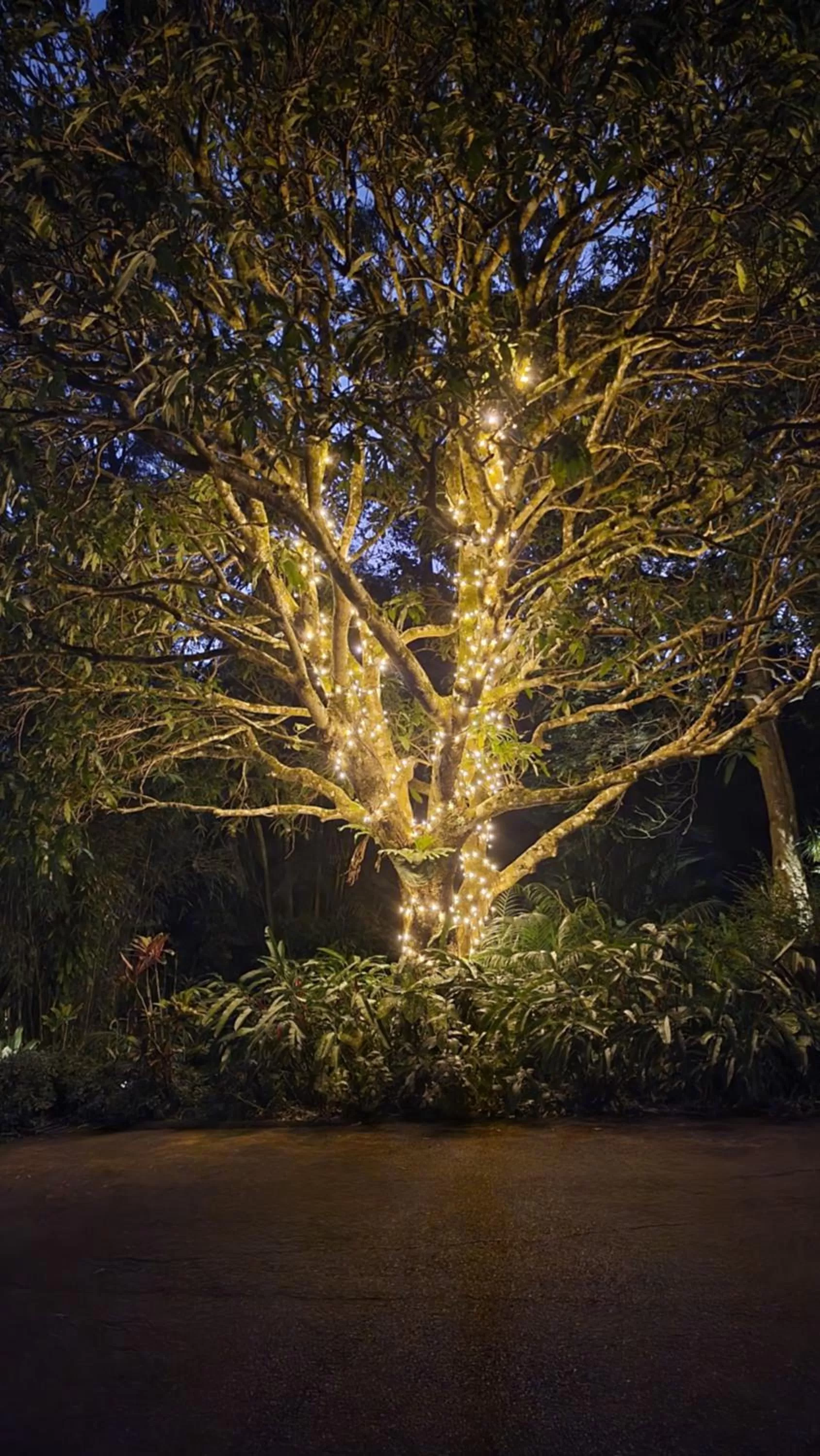 Night in Taman Sari Sunshine Coast Romantic Pet-Friendly Hinterland Retreat