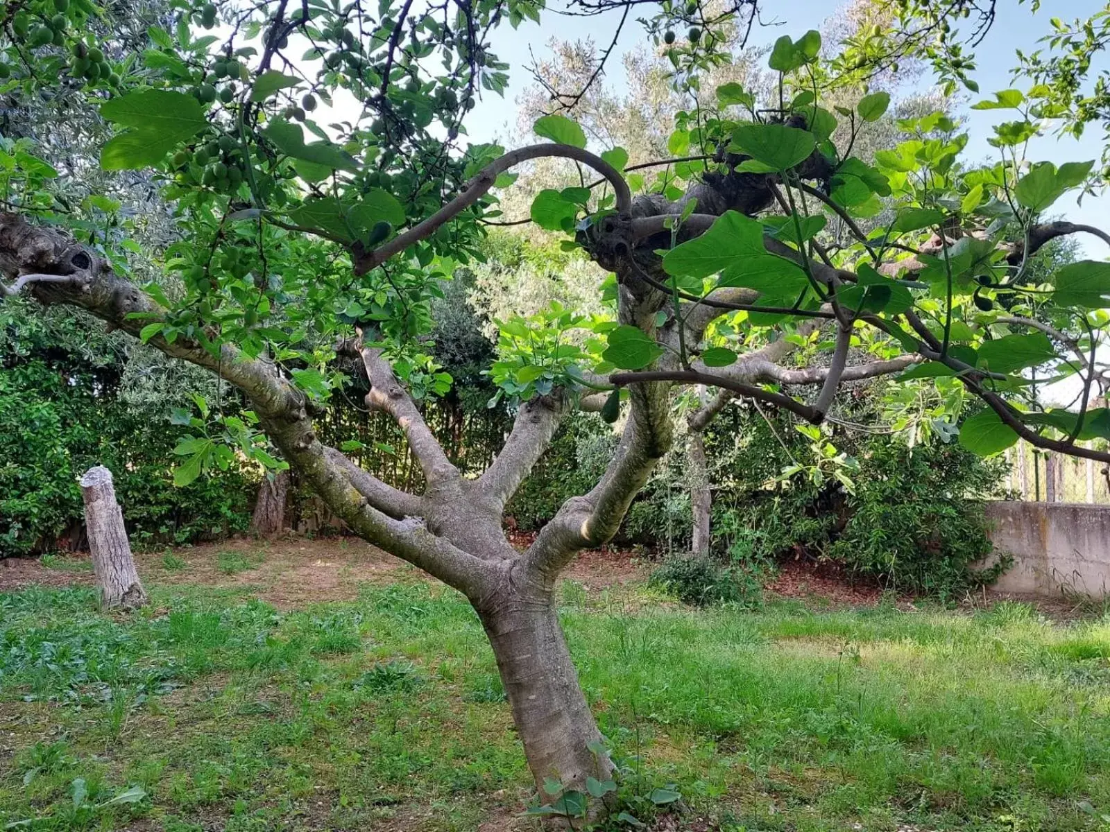 Garden in B&B Villa Mia