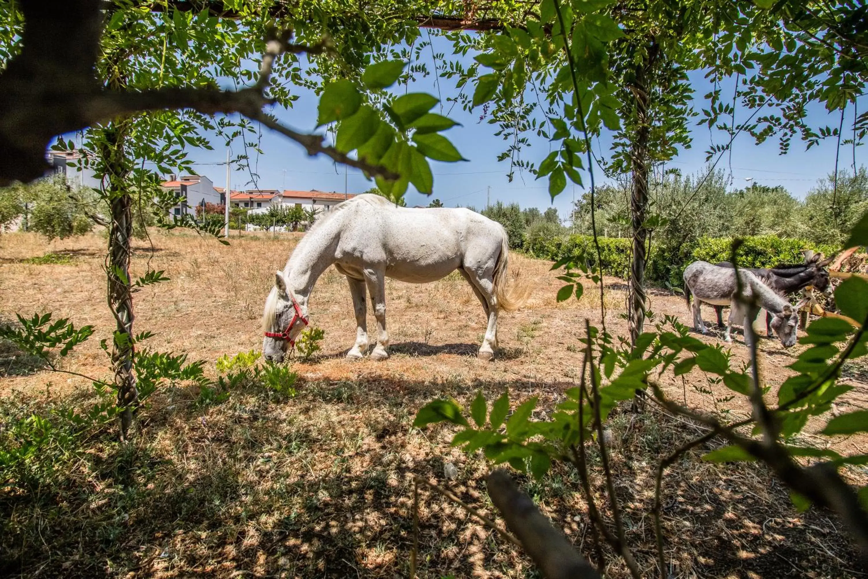 Animals, Other Animals in Il Gallo Con Gli Stivali