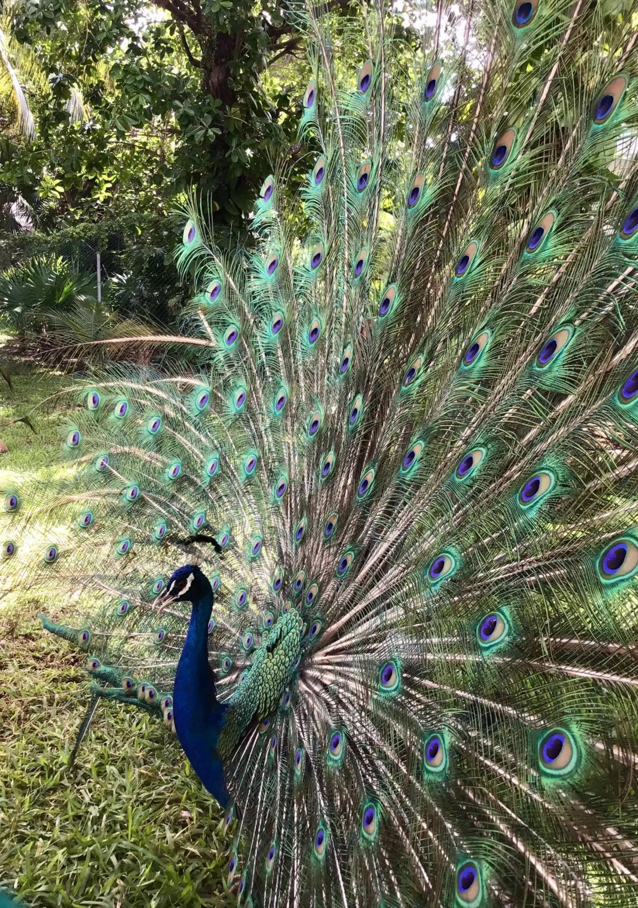 Garden in Hotel Maya Caribe Faranda Cancún