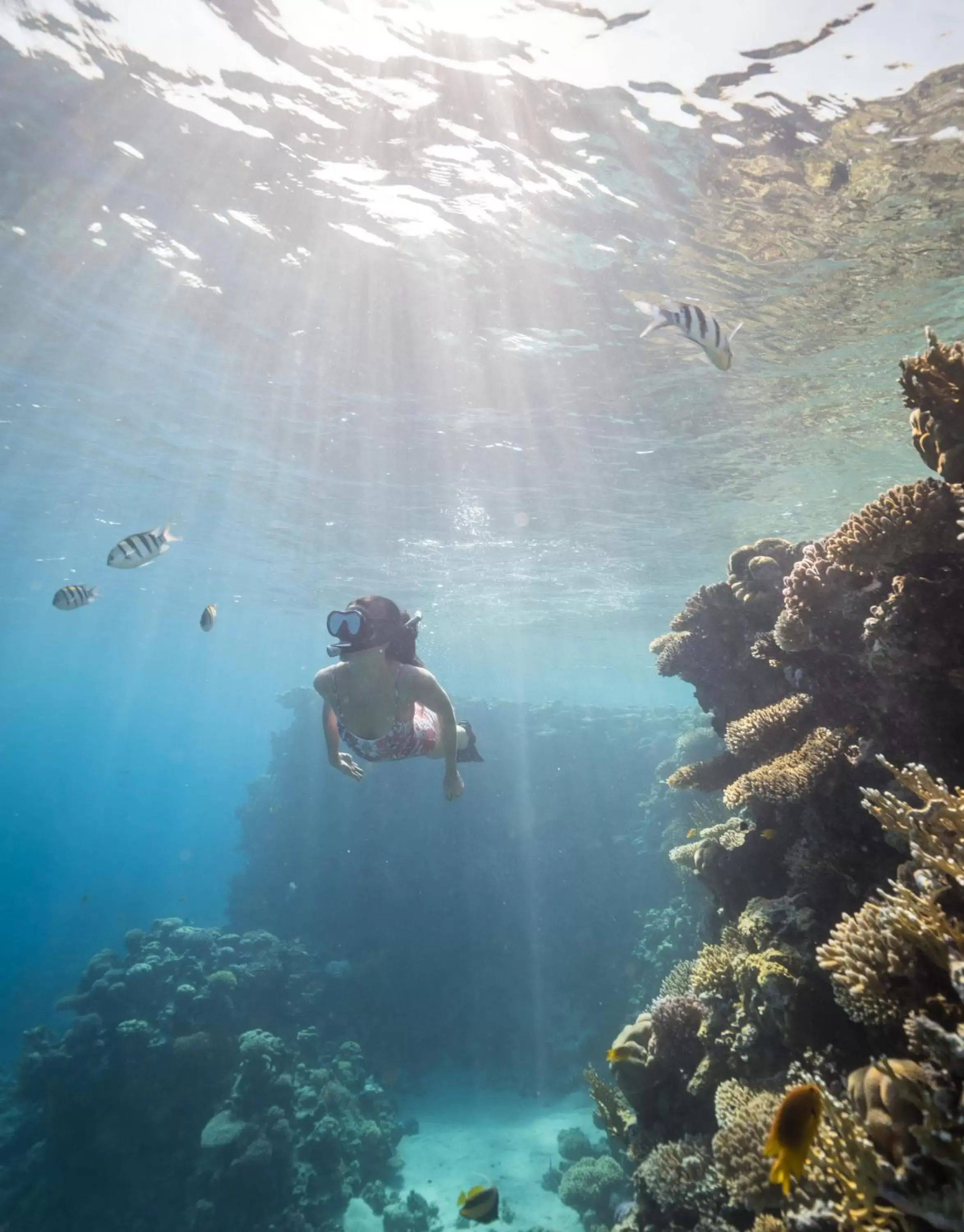 Snorkeling, Snorkeling/Diving in Four Seasons Resort Sharm El Sheikh