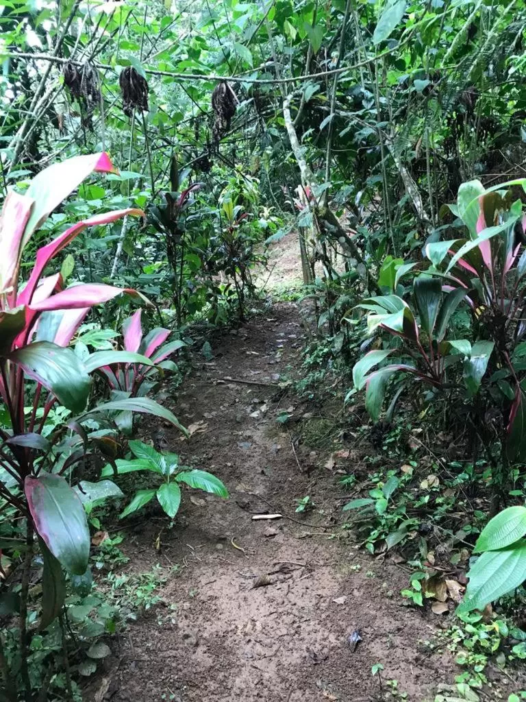 Hiking in Hotel Green Mountain turrialba