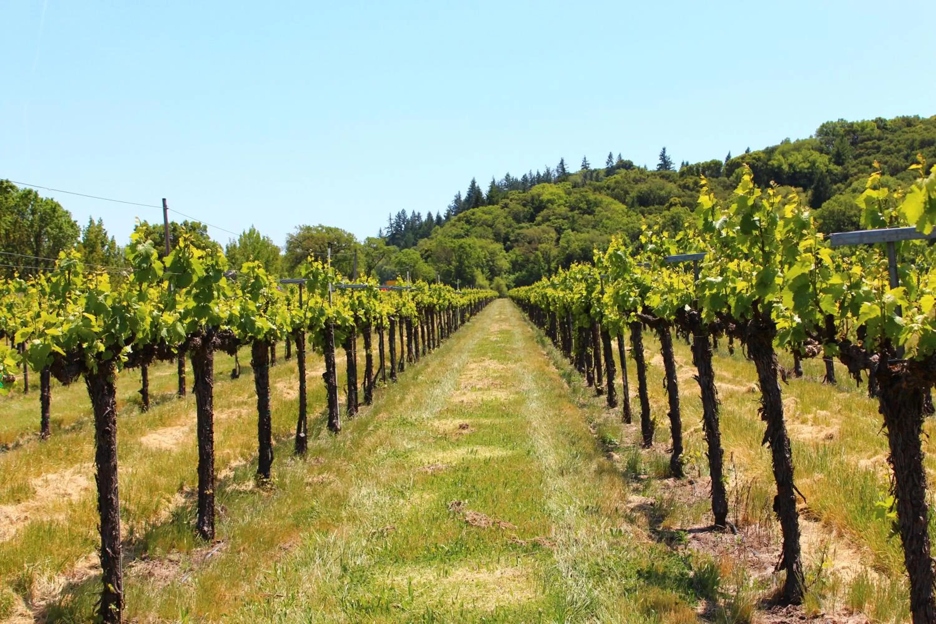 Day in Super 8 Ukiah by Wyndham