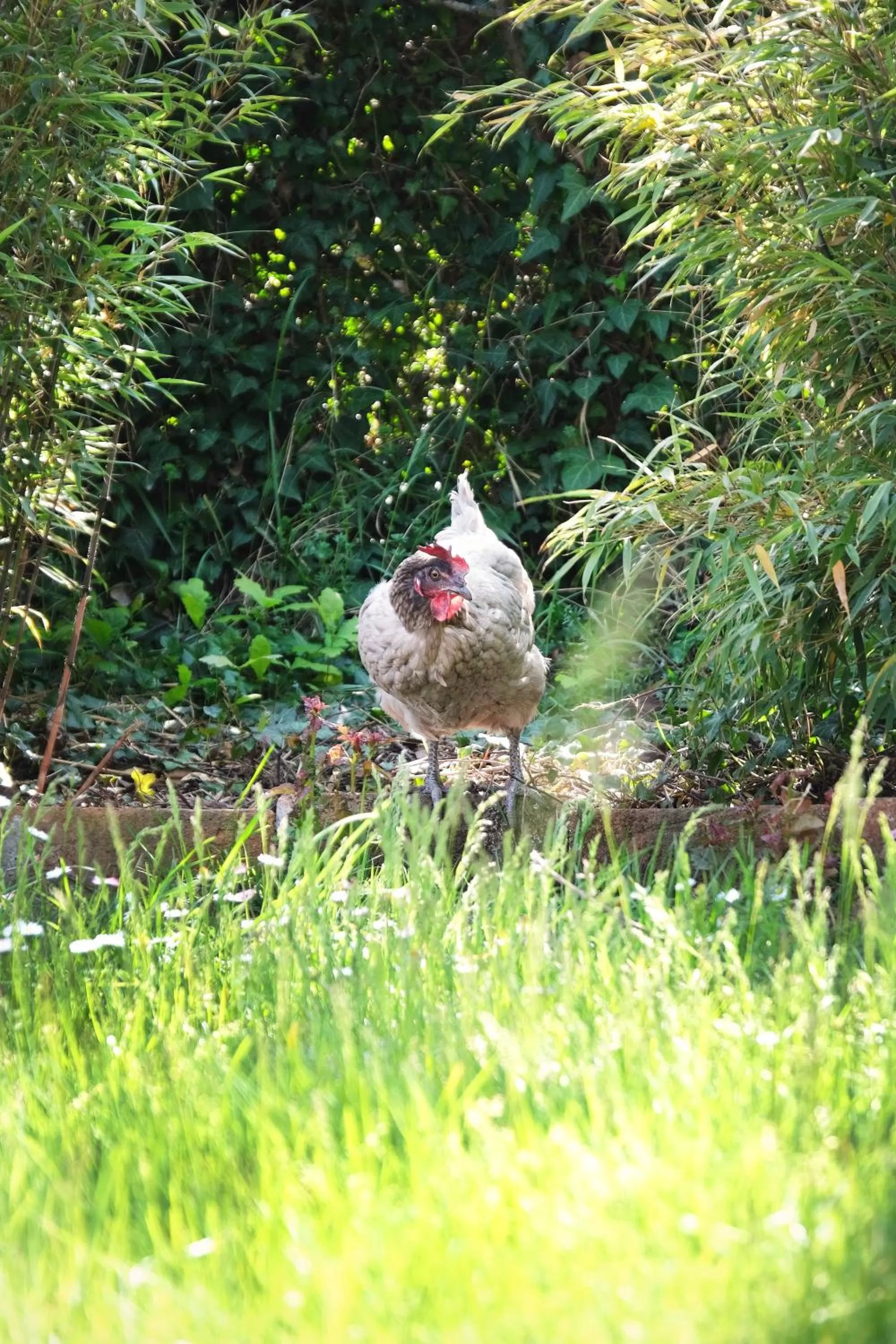 Garden, Other Animals in L'Orme Blanchet