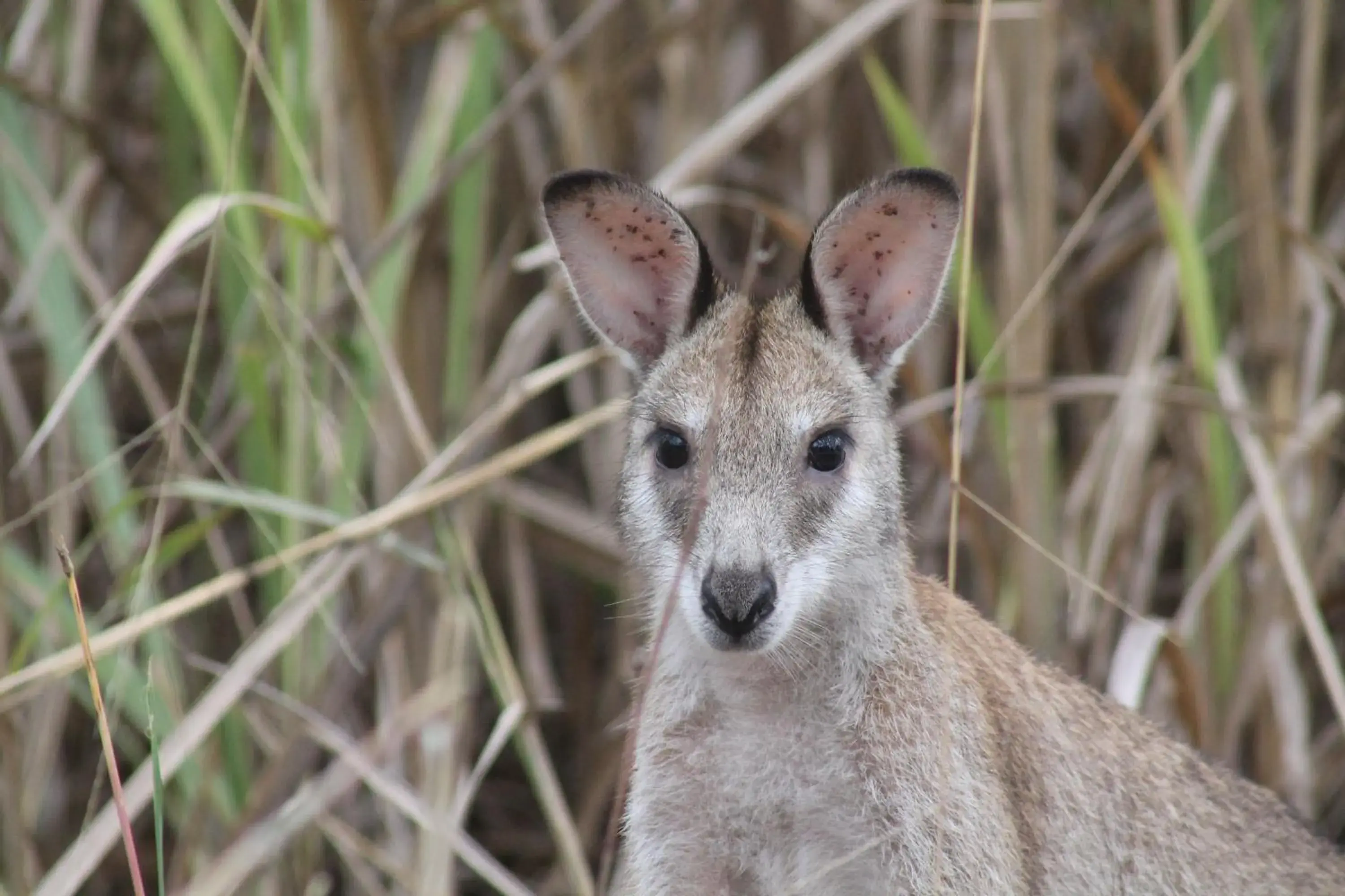 Animals, Other Animals in Airlie Beach Eco Cabins - Adults Only