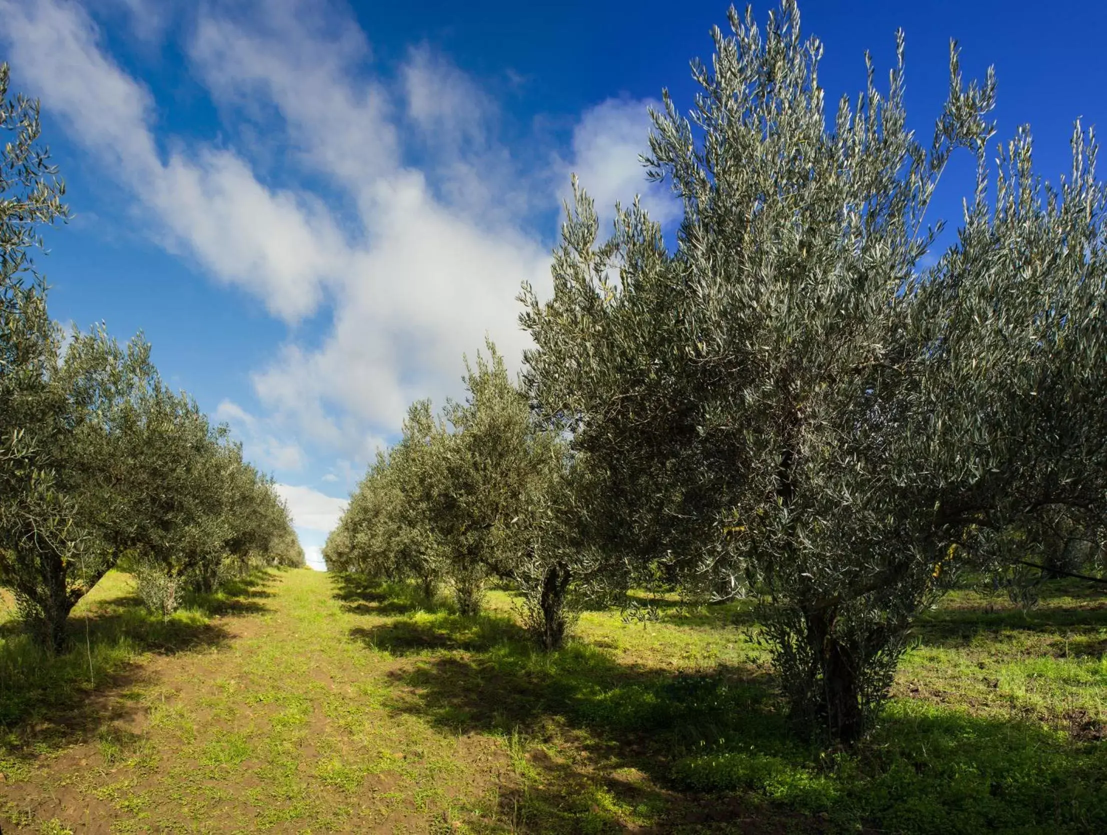 Area and facilities, Garden in Ibis Cavaillon Portes du Luberon