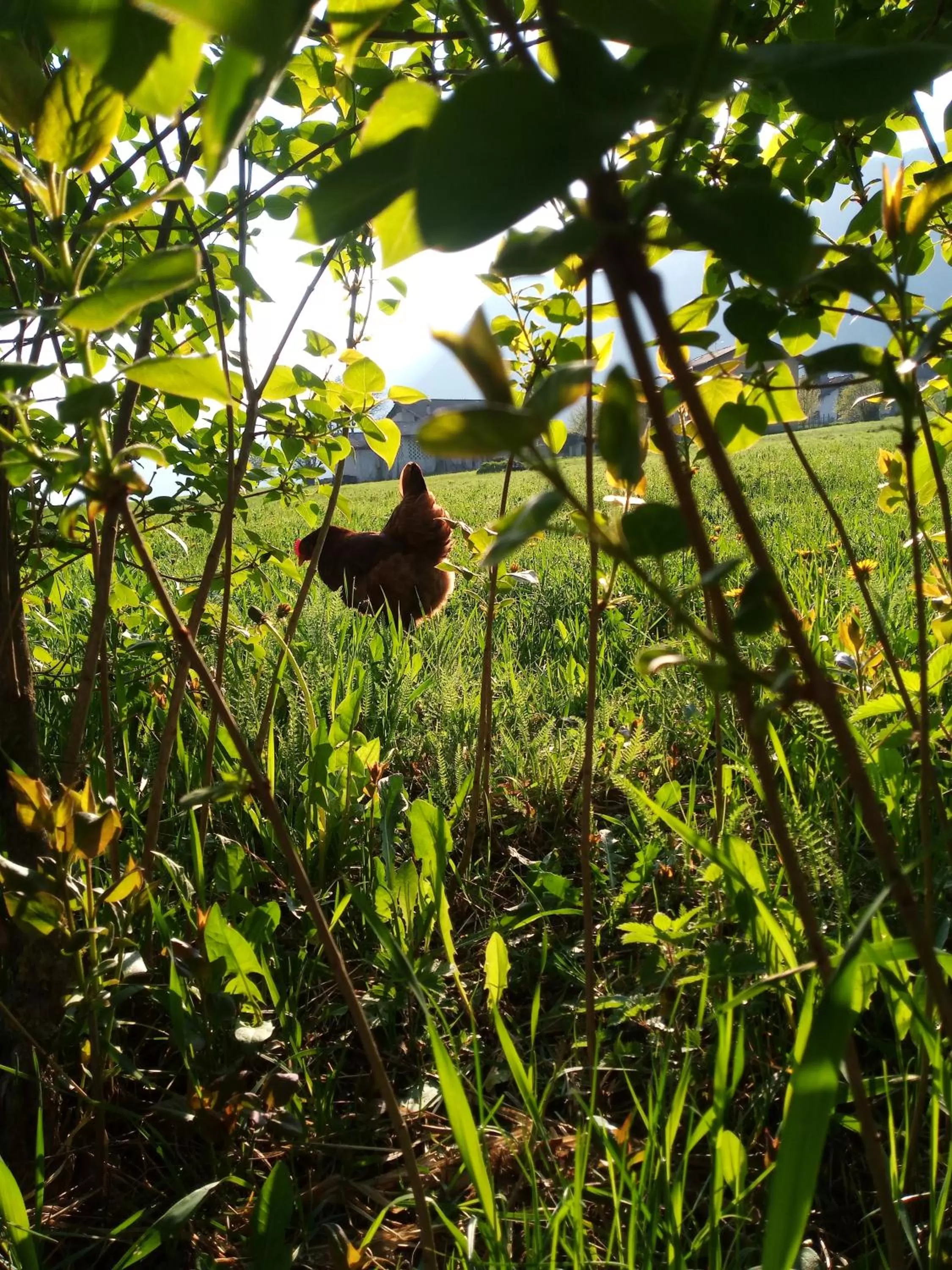 Natural landscape in Agritur Airone Bed & Camping