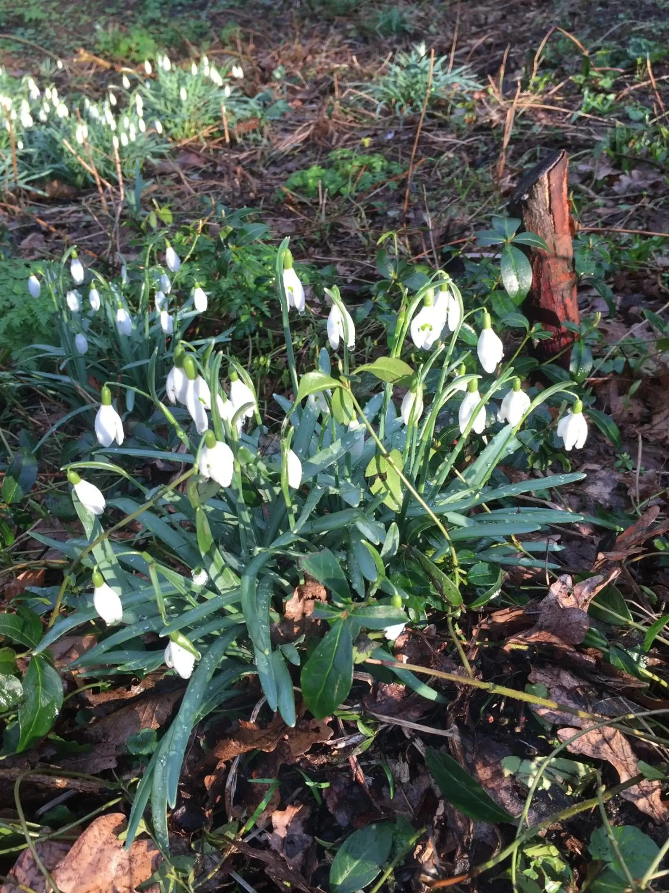 Spring, Garden in B&B van Beijden