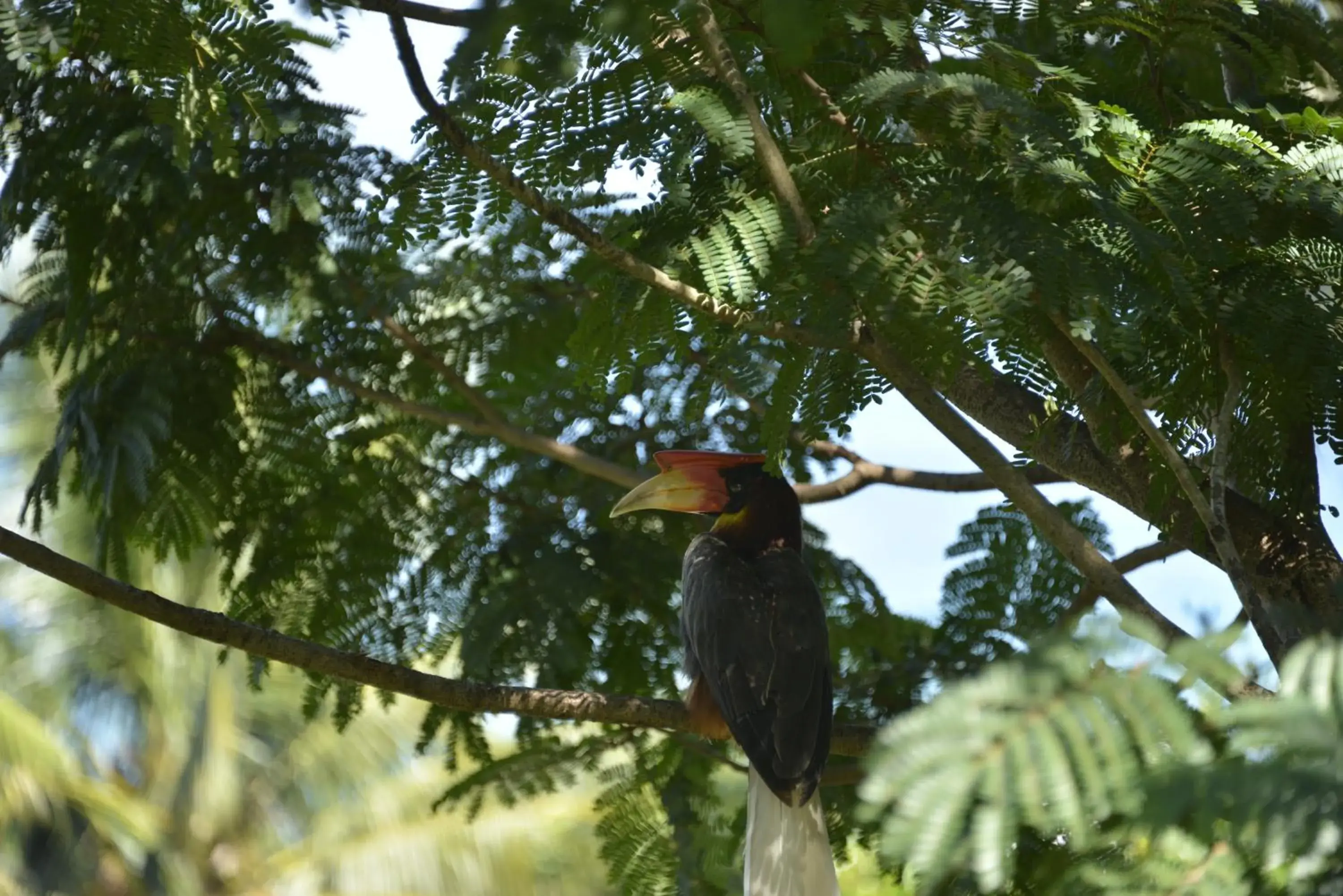 Day, Other Animals in Hof Gorei Beach Resort Davao