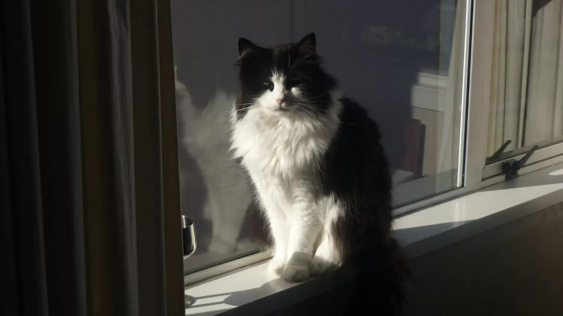 Pets in Carisbrook Motel Pets in Carisbrook Motel