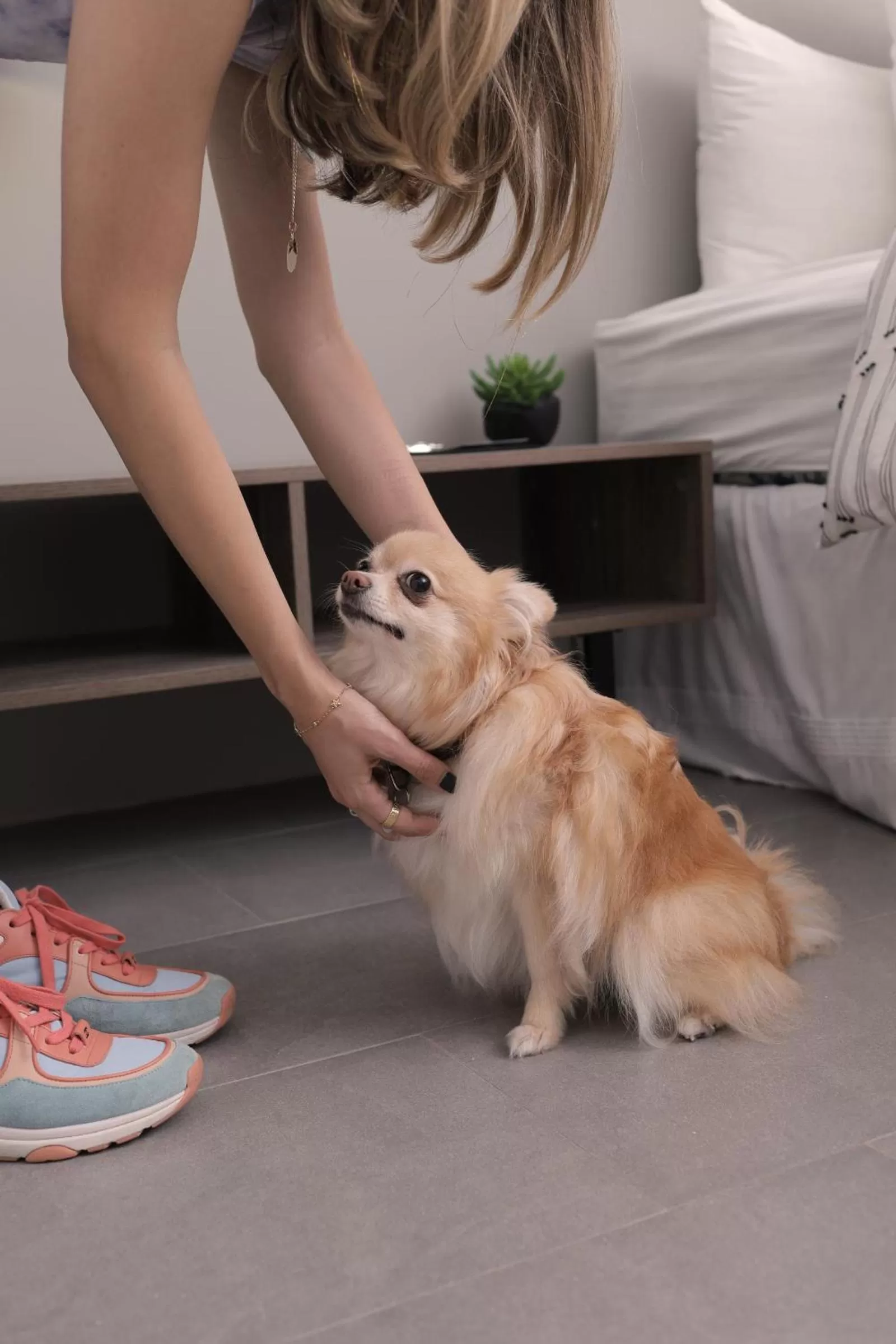 Pets in Hotel Posada San Antonio