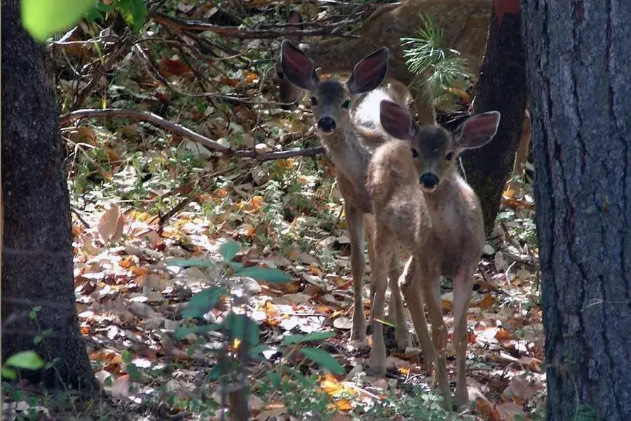 Other Animals in Maple Leaf Motel