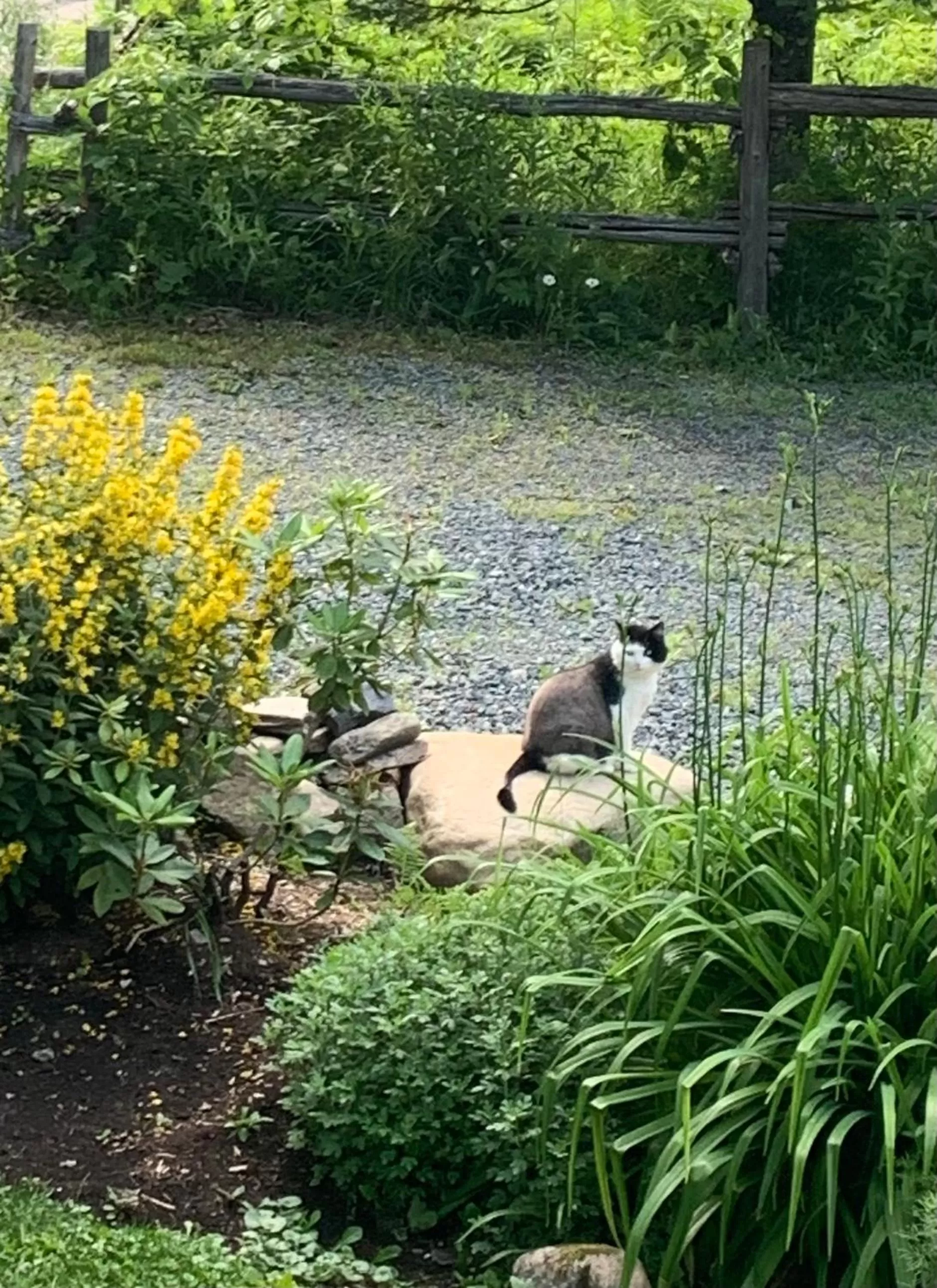 Animals in Au Gré Du Temps - Gîte B&B