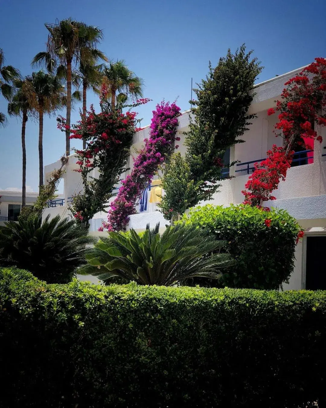 Garden in The Dome Beach Hotel & Resort