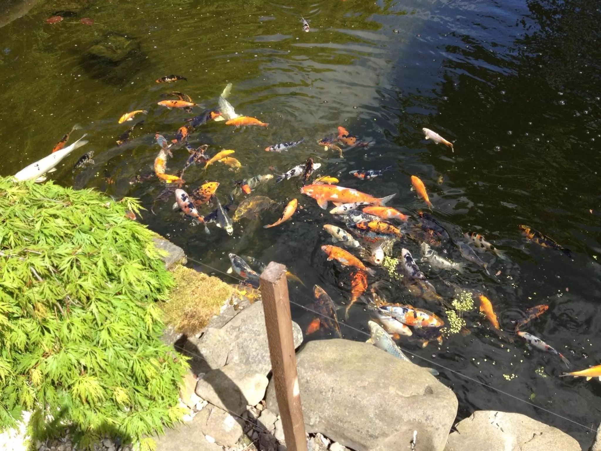 Garden in All Seasons Philipburn, BW Signature Collection