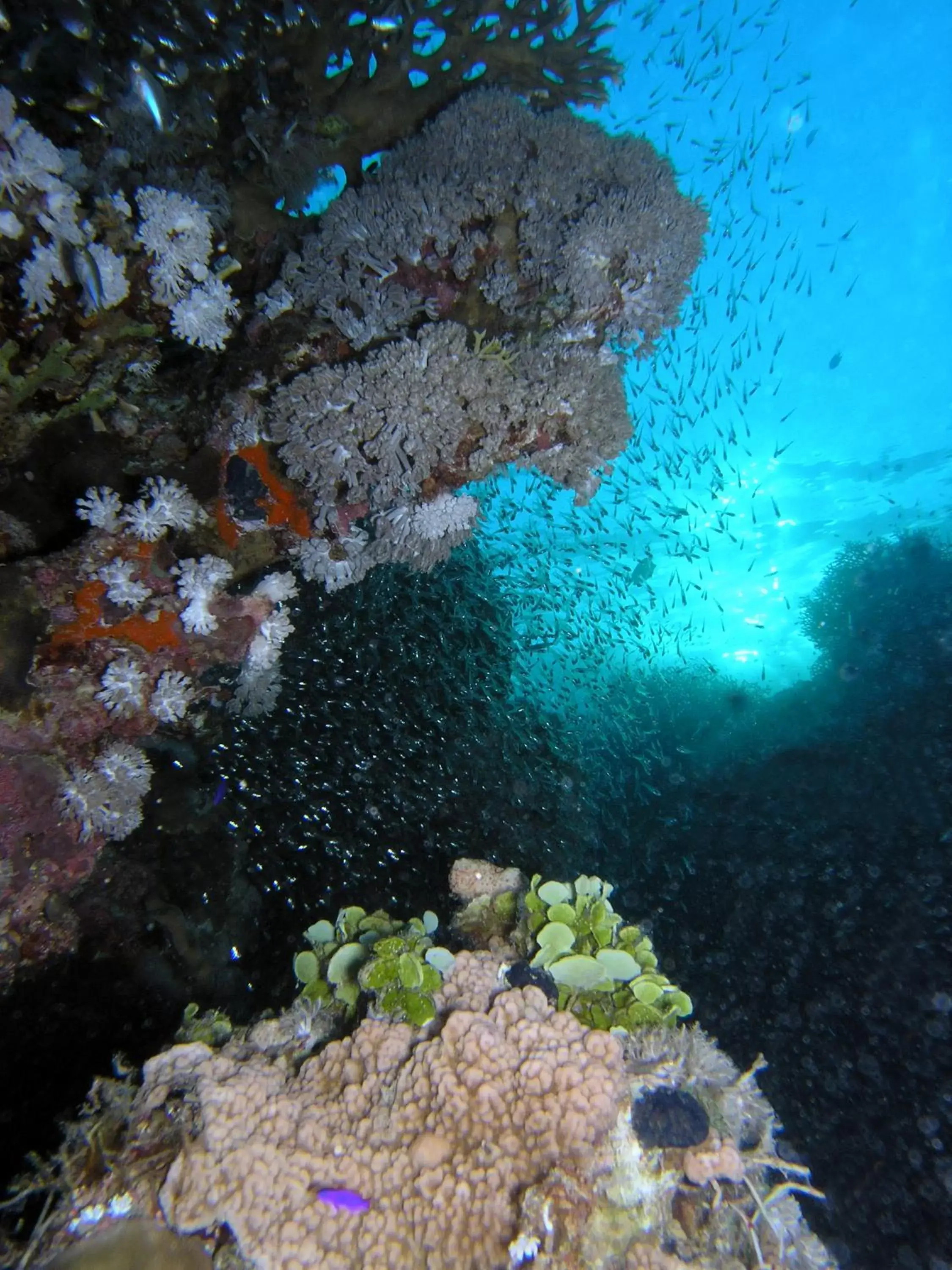 Snorkeling, Other Animals in Coral Sun Beach